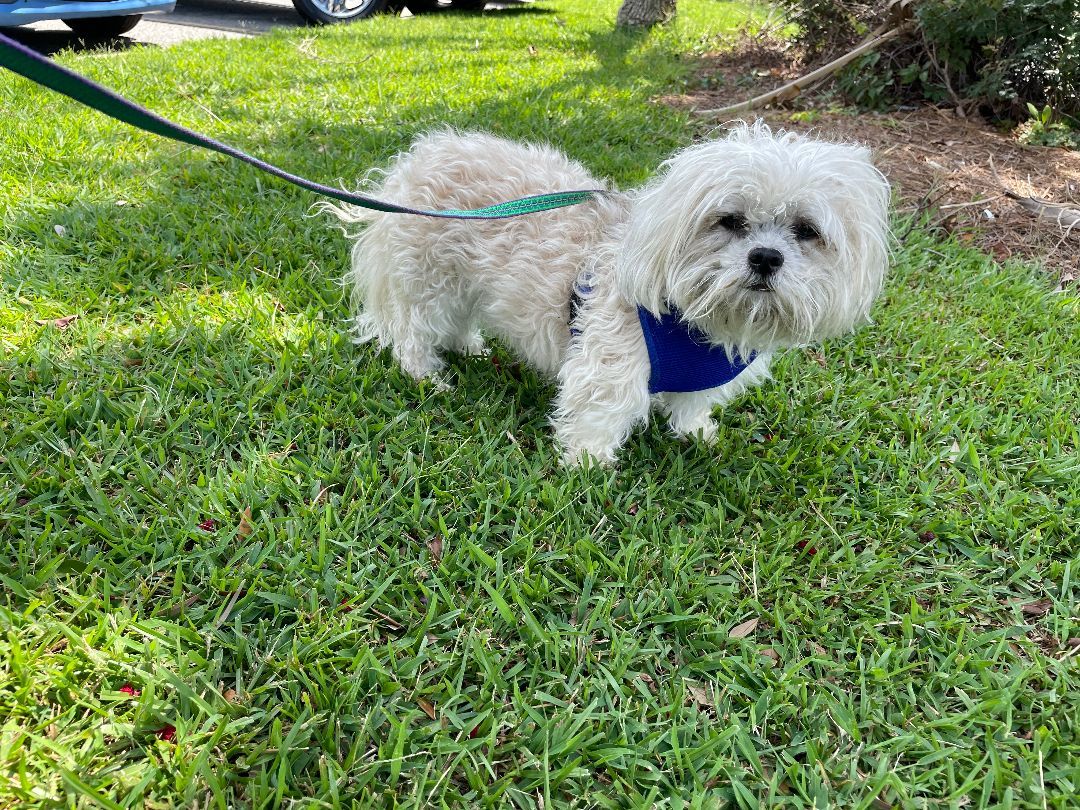 Enlarge Buffy, a Adopted Shih Tzu in Moncks Corner, SC image 3/4
