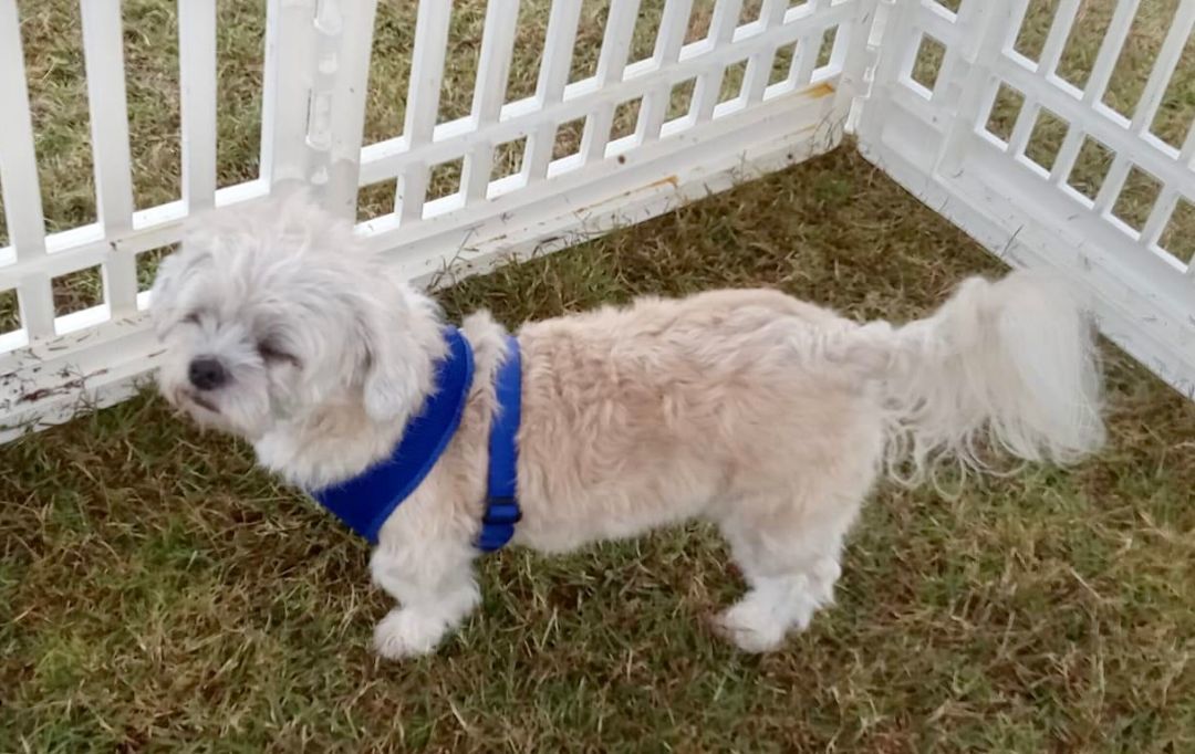 Enlarge Buffy, a Adopted Shih Tzu in Moncks Corner, SC image 4/4