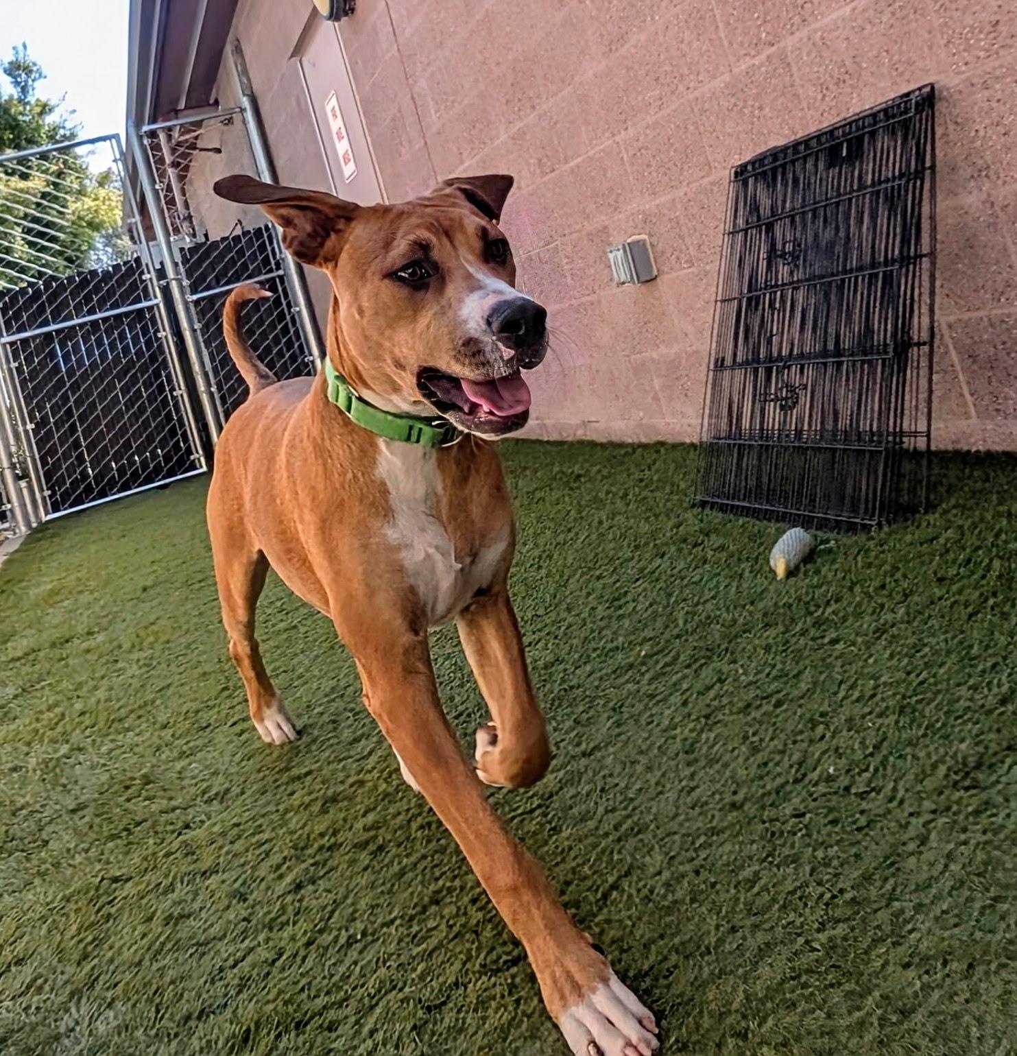 Peter Parker, Adopted, Adult Male Rhodesian Ridgeback.