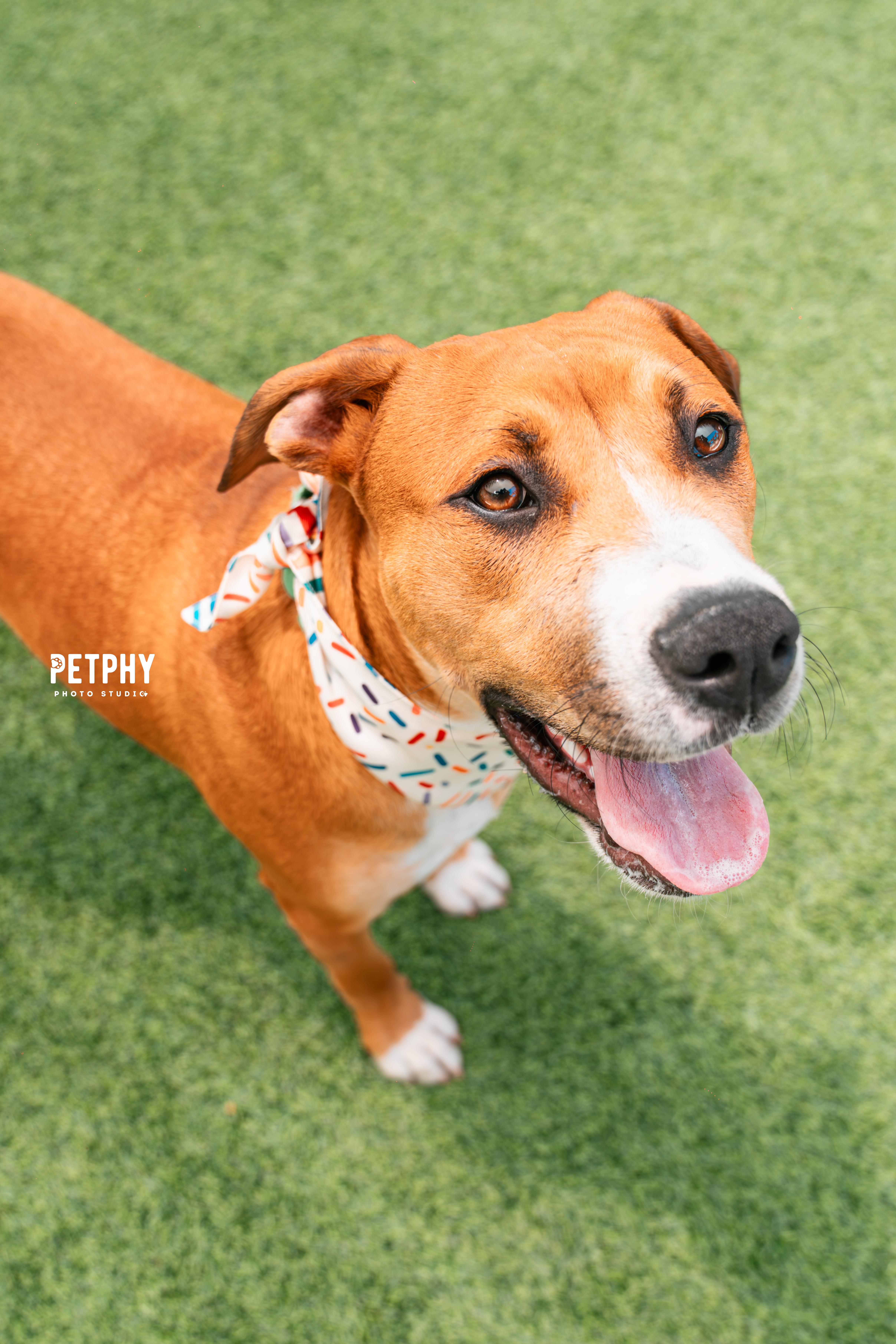 Enlarge Peter Parker, a Adopted mixed breed in Coronado, CA image 2/6
