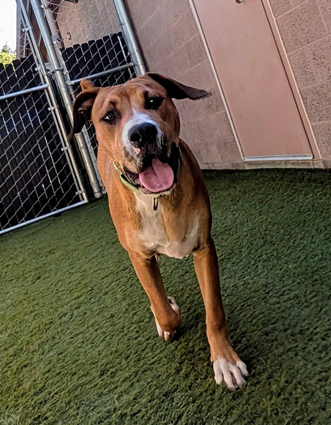 Enlarge Peter Parker, a Adopted mixed breed in Coronado, CA image 3/6