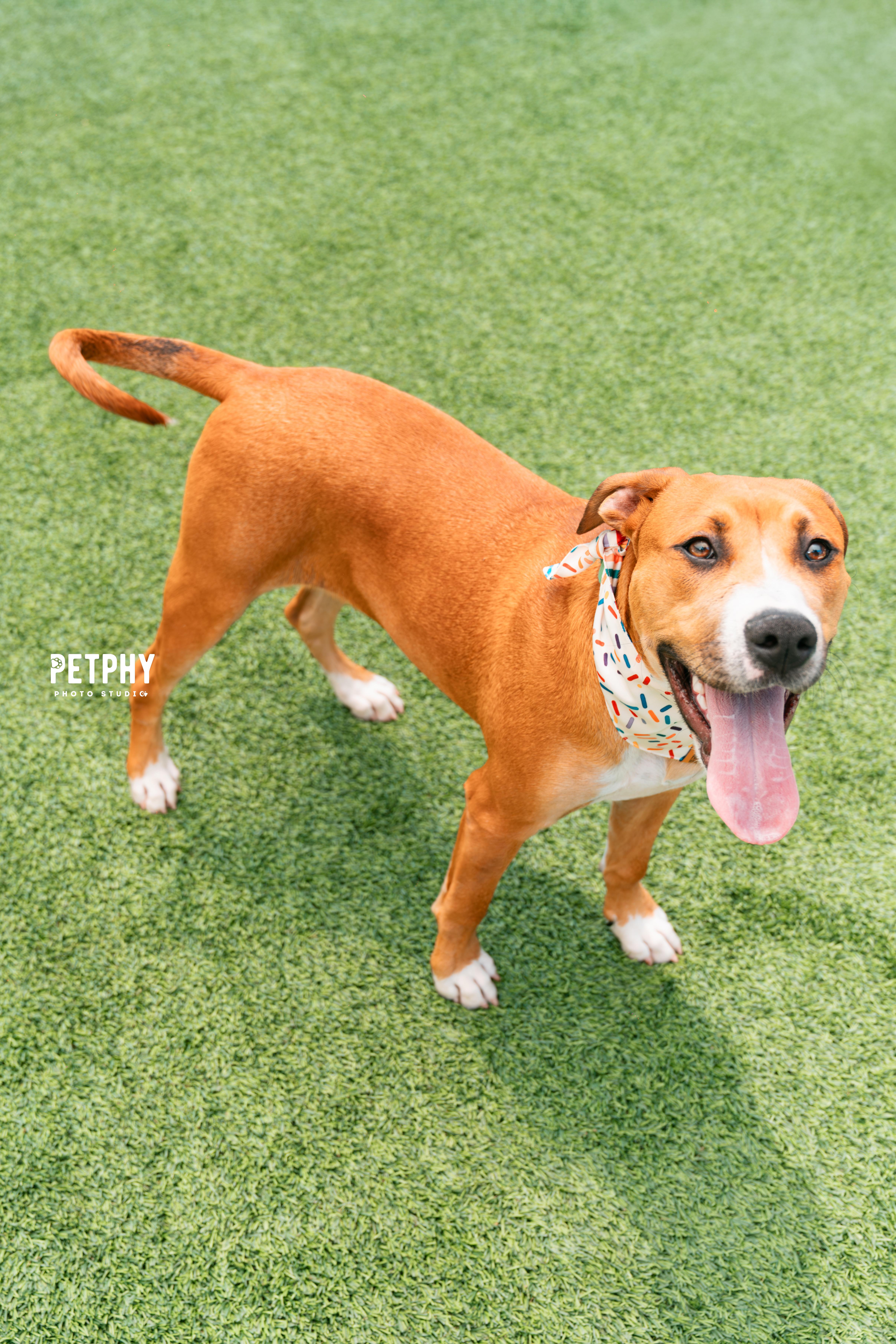 Enlarge Peter Parker, a Adopted mixed breed in Coronado, CA image 4/6
