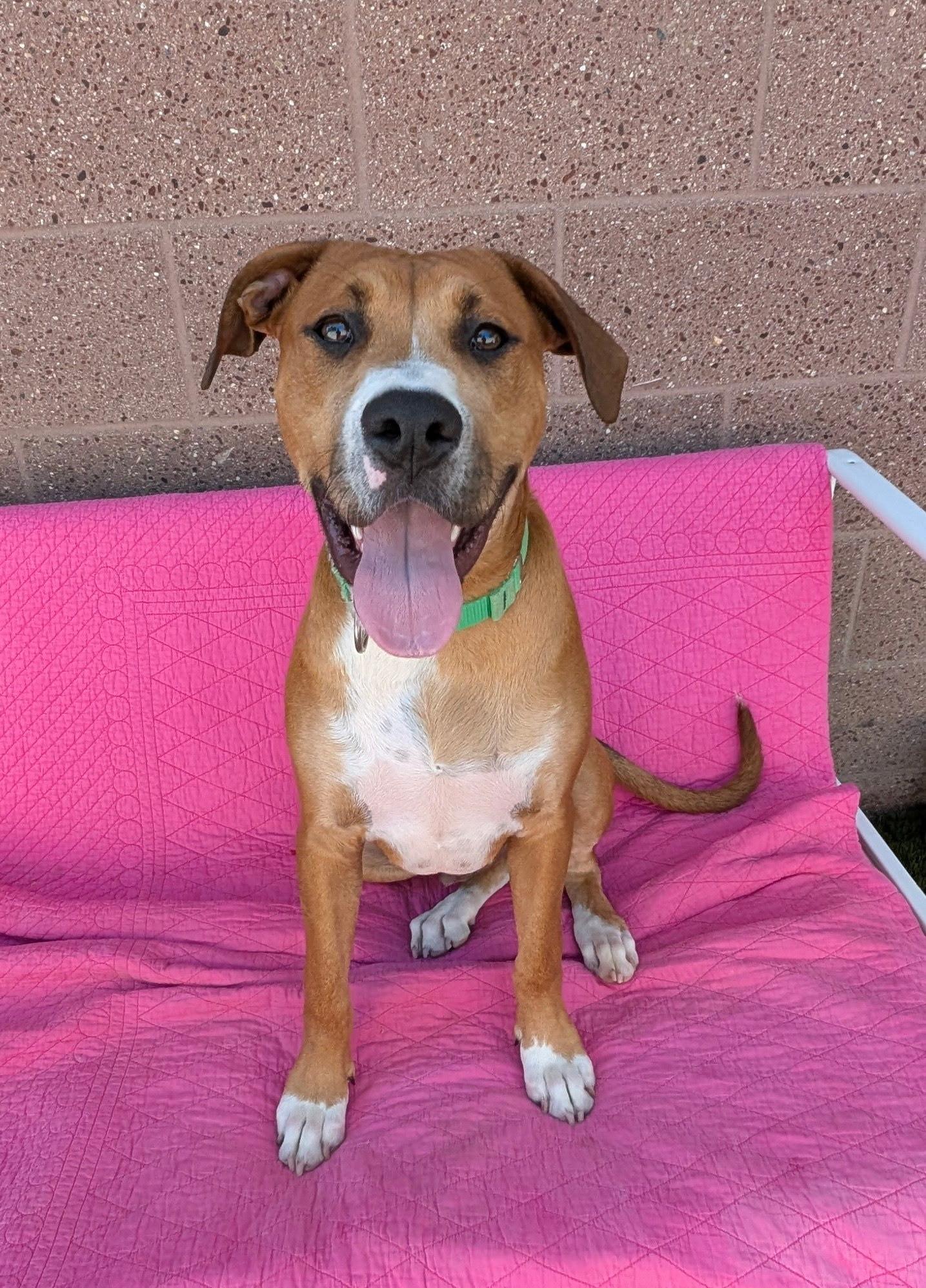 Enlarge Peter Parker, a Adopted mixed breed in Coronado, CA image 5/6