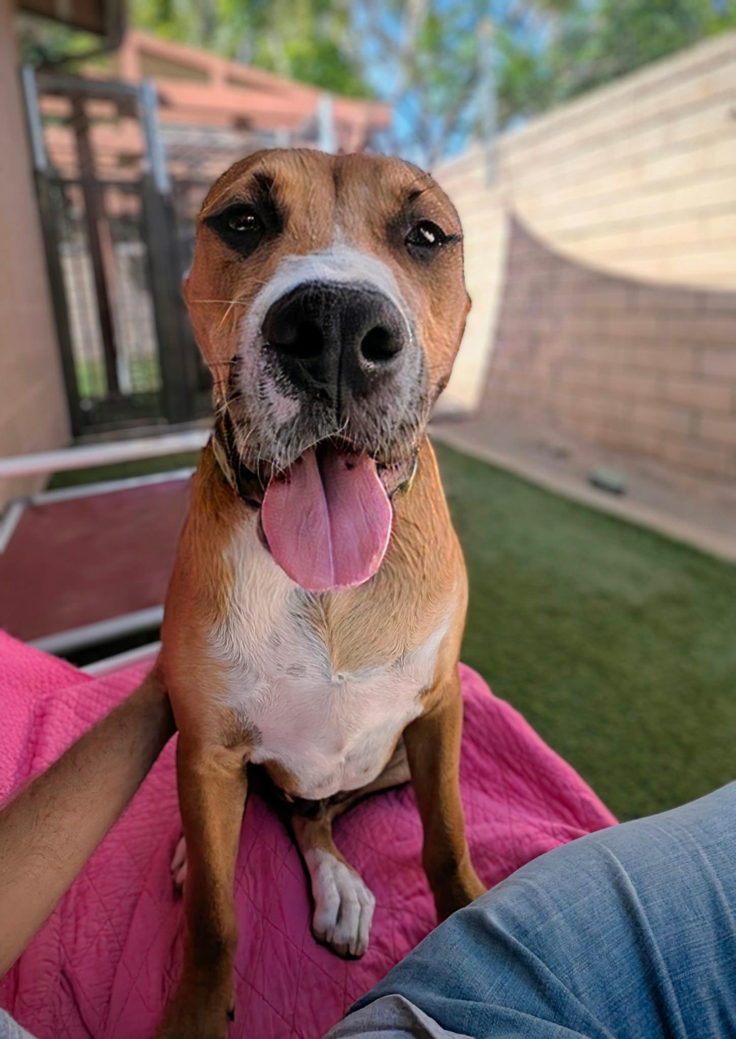 Enlarge Peter Parker, a Adopted mixed breed in Coronado, CA image 6/6