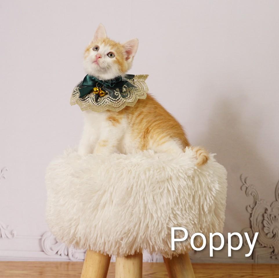 Poppy, adopted, Kitten Female Domestic Short Hair.