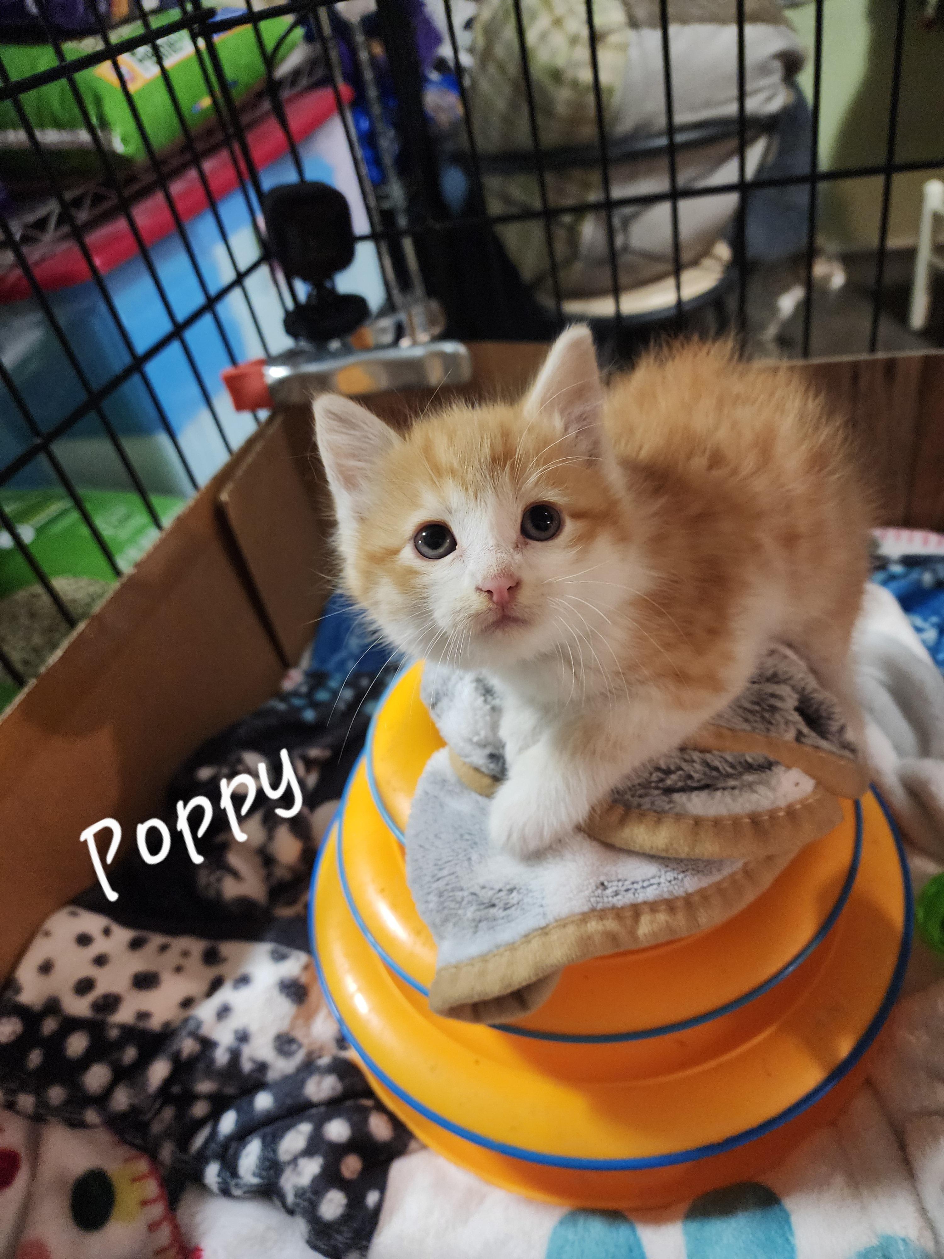 Poppy, adoptable, Kitten Female Domestic Short Hair.
