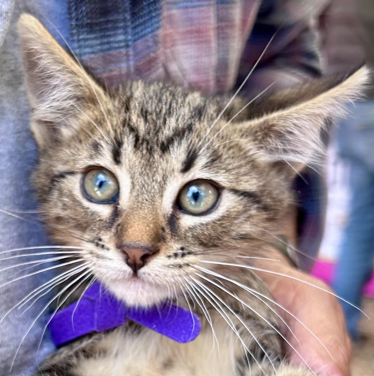 Skeletor, ADOPTABLE, Young Male Tabby.