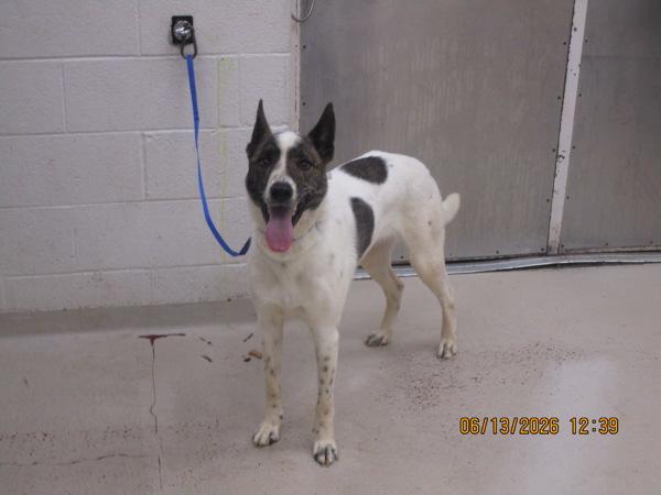 Leo (848), Adoptable, Adult Male Shepherd & Siberian Husky.