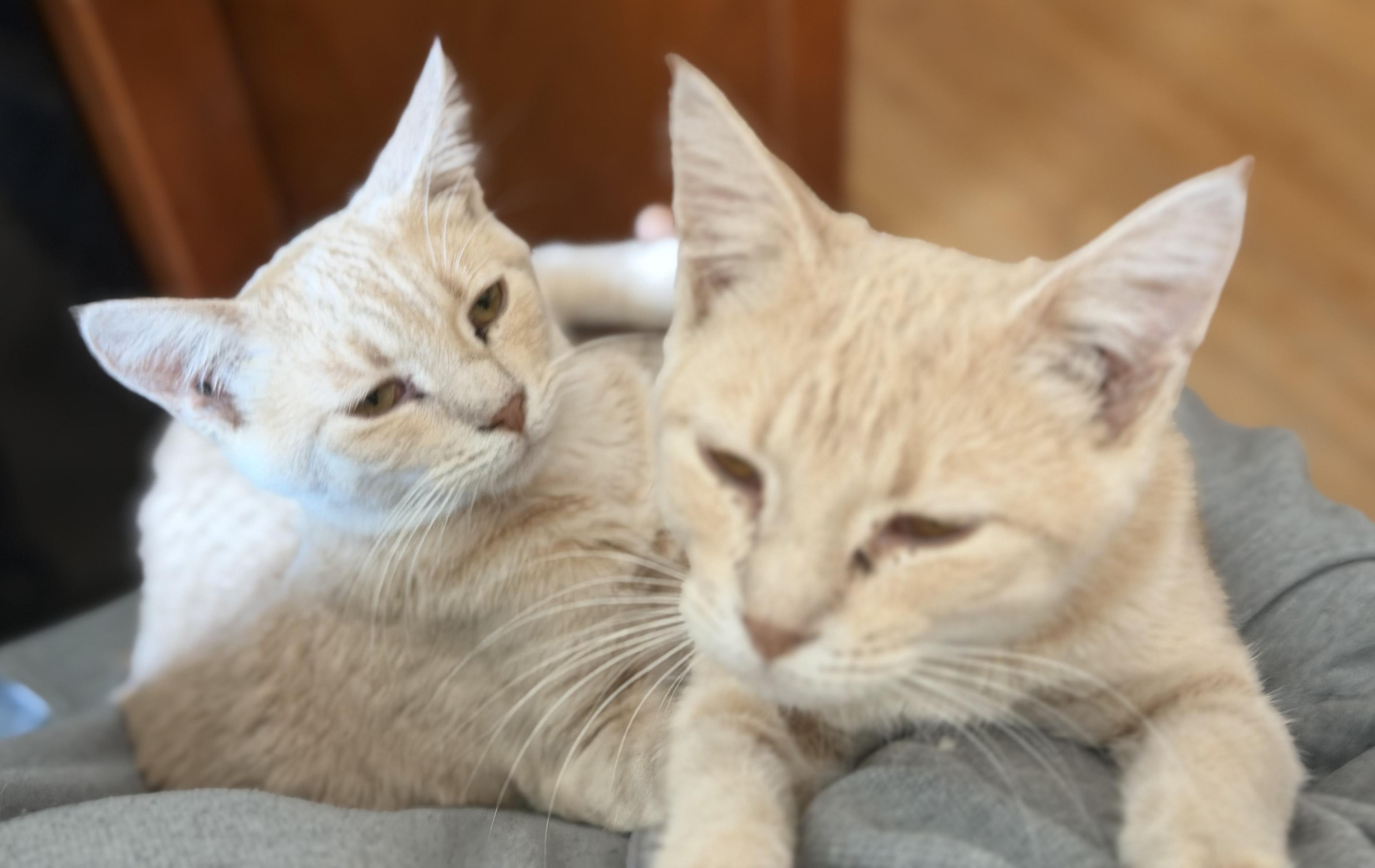 Enlarge Kurt and Henry, a ADOPTABLE Domestic Short Hair in Clarion, IA image 6/6