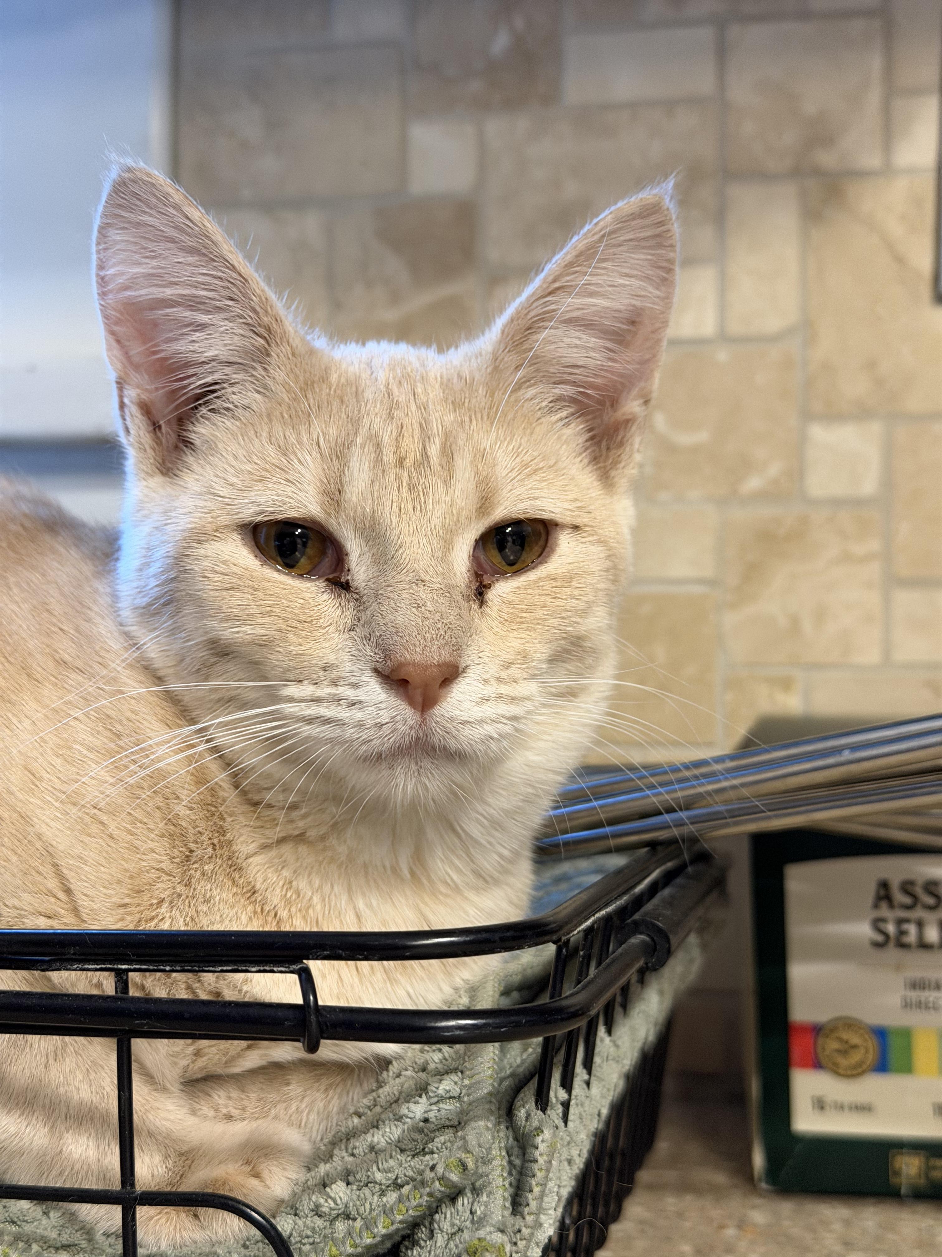 Enlarge Kurt and Henry, a ADOPTABLE Domestic Short Hair in Clarion, IA image 5/6