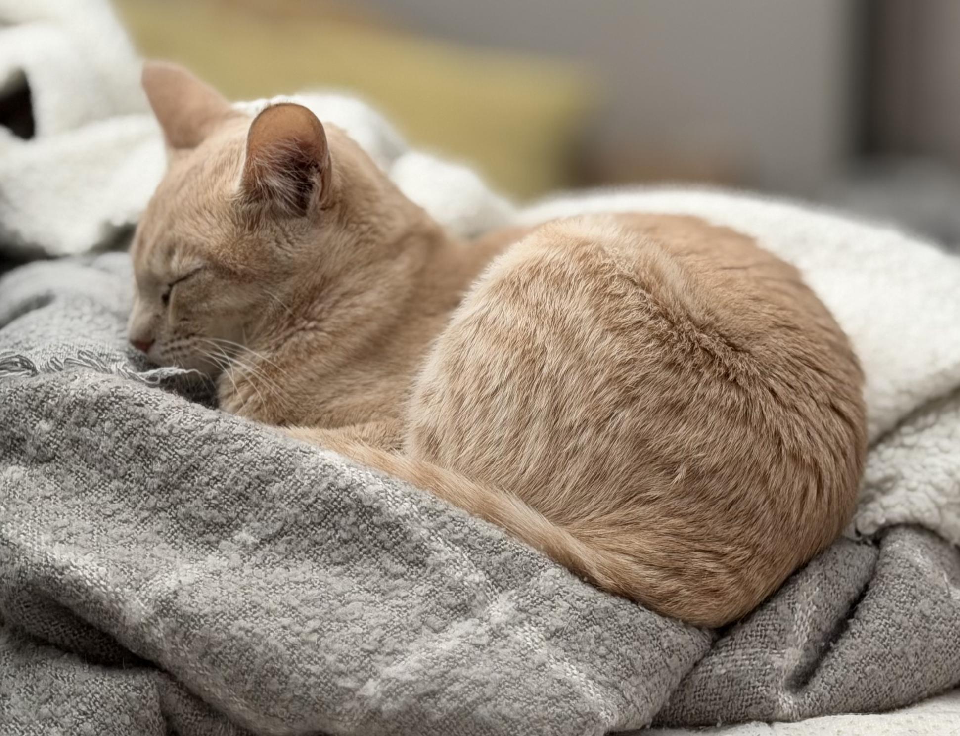 Enlarge Kurt and Henry, a ADOPTABLE Domestic Short Hair in Clarion, IA image 3/6