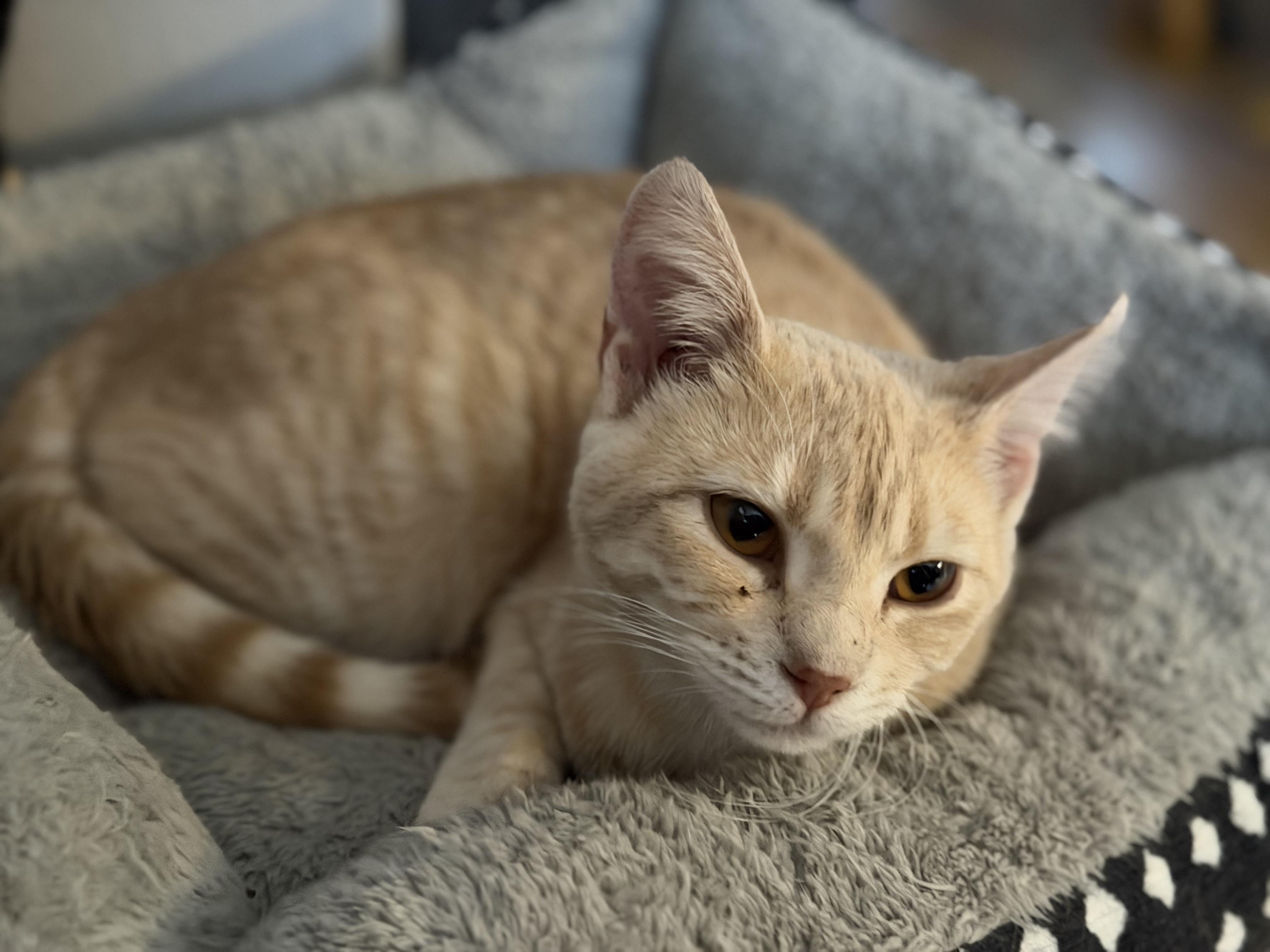 Enlarge Kurt and Henry, a ADOPTABLE Domestic Short Hair in Clarion, IA image 4/6