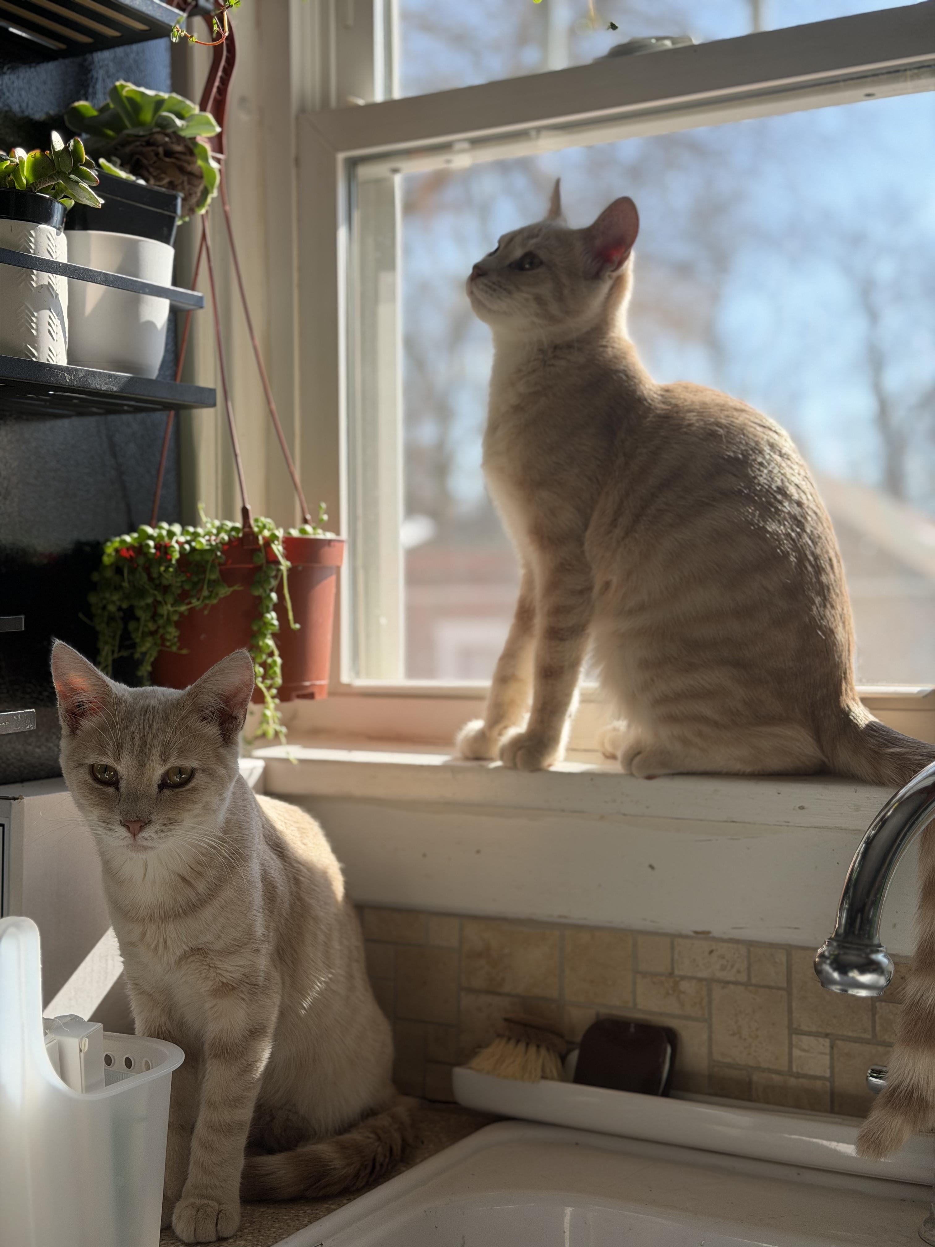 Enlarge Kurt and Henry, a ADOPTABLE Domestic Short Hair in Clarion, IA image 1/6