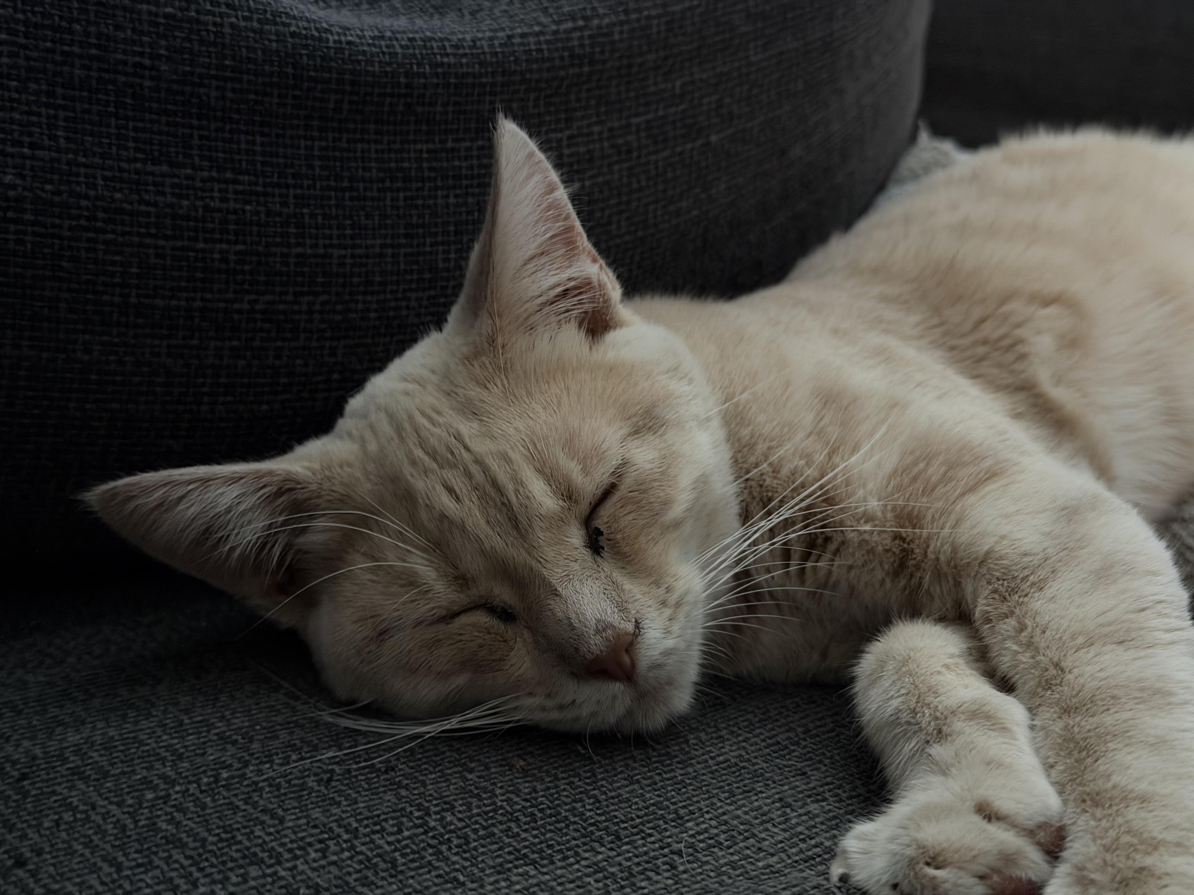 Enlarge Kurt and Henry, a ADOPTABLE Domestic Short Hair in Clarion, IA image 2/6