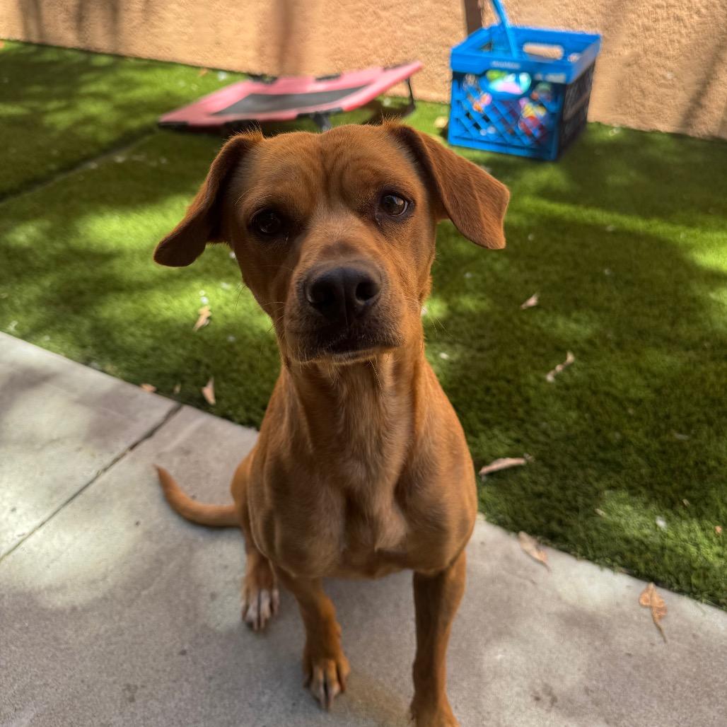 Kangaroo, Adoptable, Young Female Terrier.