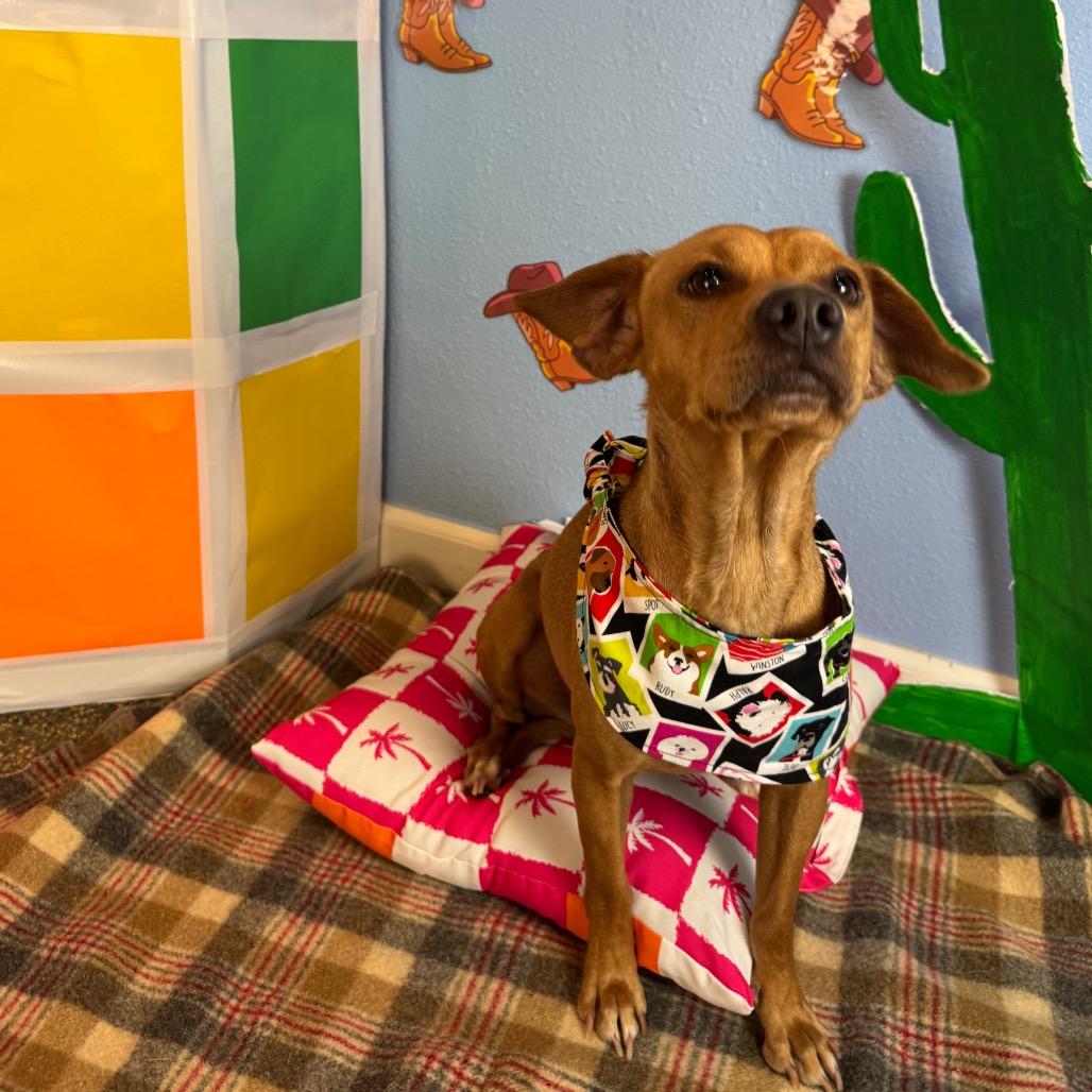 Enlarge Kangaroo, a Adoptable Terrier in Fresno, CA image 2/4