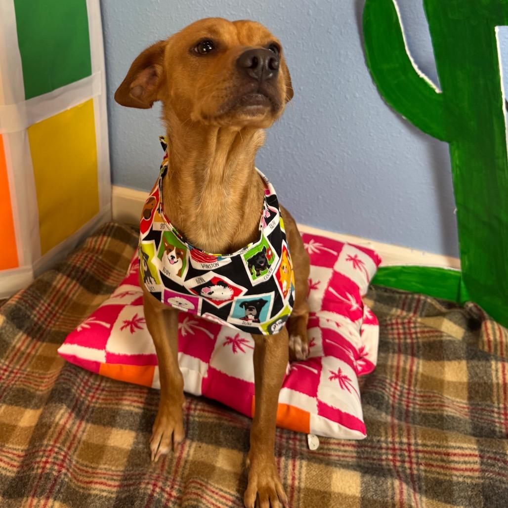Enlarge Kangaroo, a Adoptable Terrier in Fresno, CA image 3/4