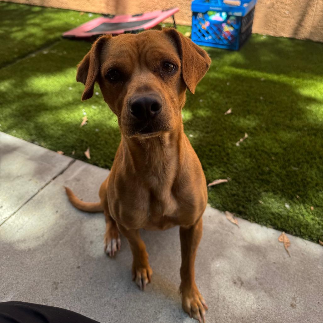 Enlarge Kangaroo, a Adoptable Terrier in Fresno, CA image 4/4