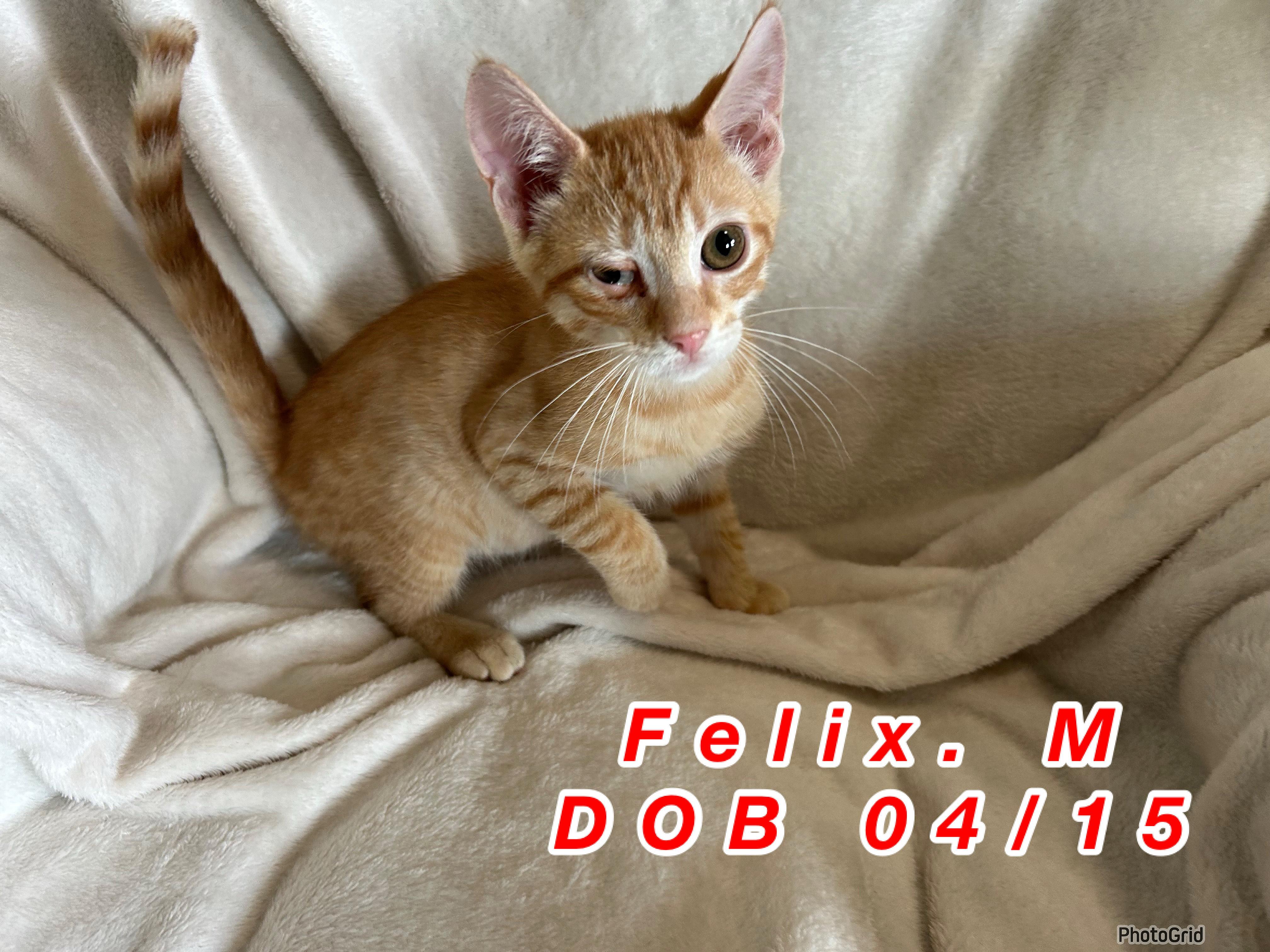 Felix