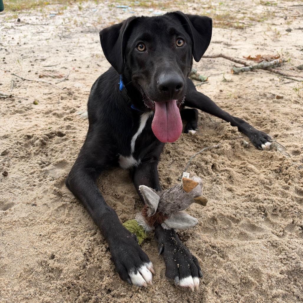 Lee, Adoptable, Young Male Mixed Breed.