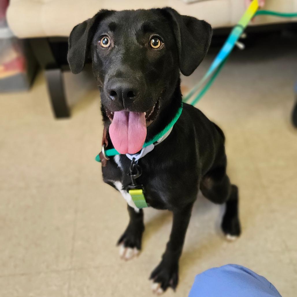 Enlarge Lee, a Adoptable Mixed Breed in Wantagh, NY image 3/3