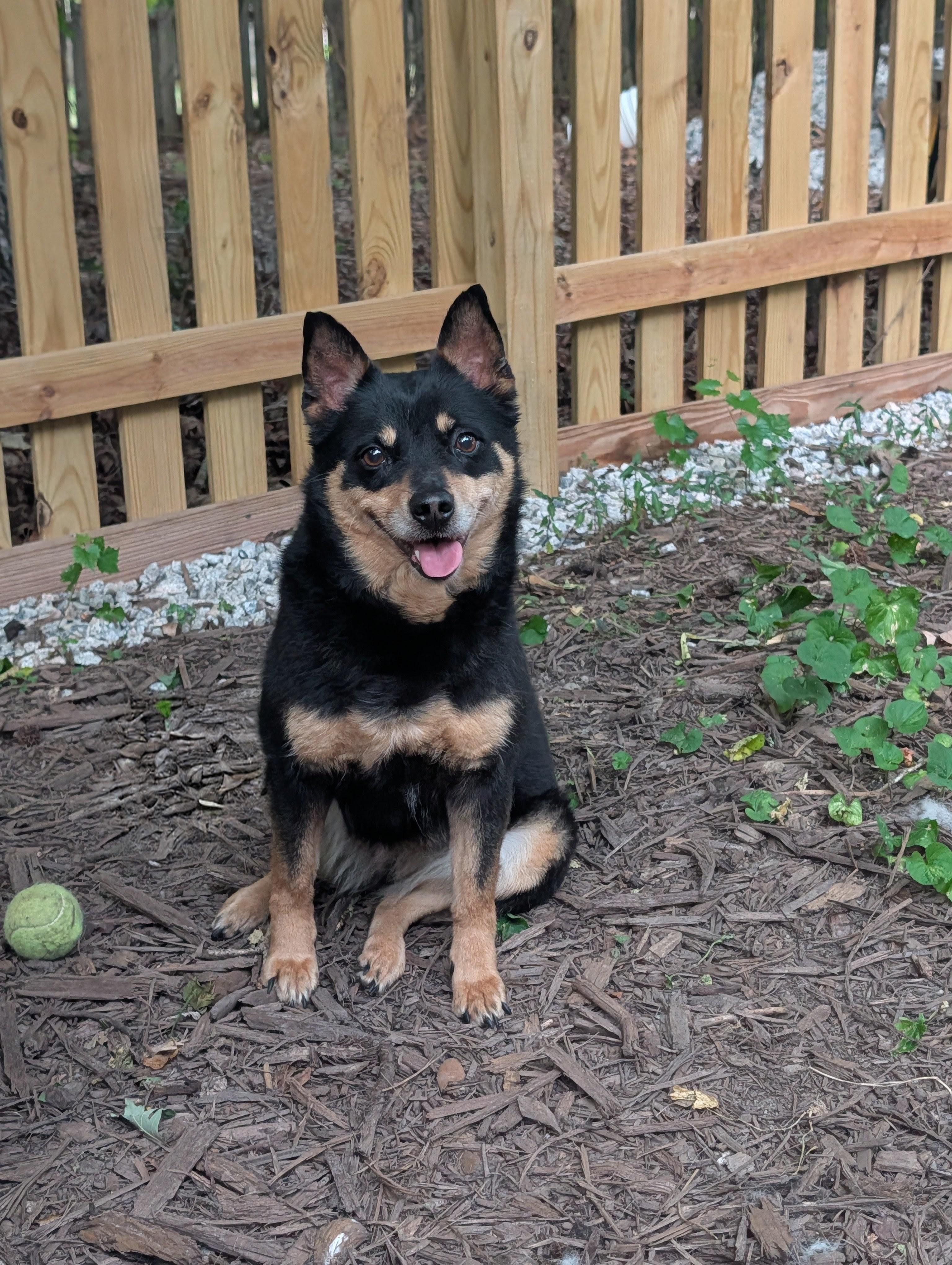 Tilly, Adoptable, Adult Female Shiba Inu.