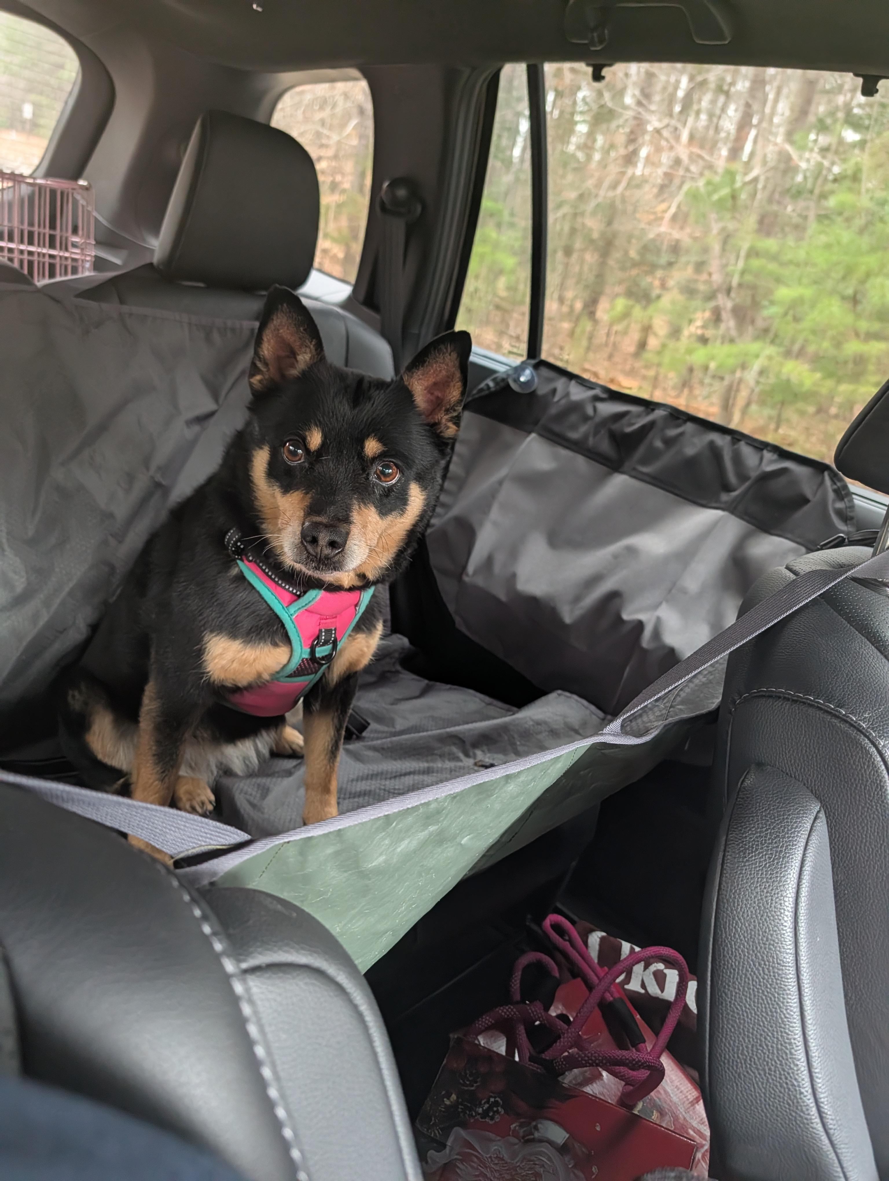 Tilly, a Adoptable mixed breed in Richmond, VA image 6/6