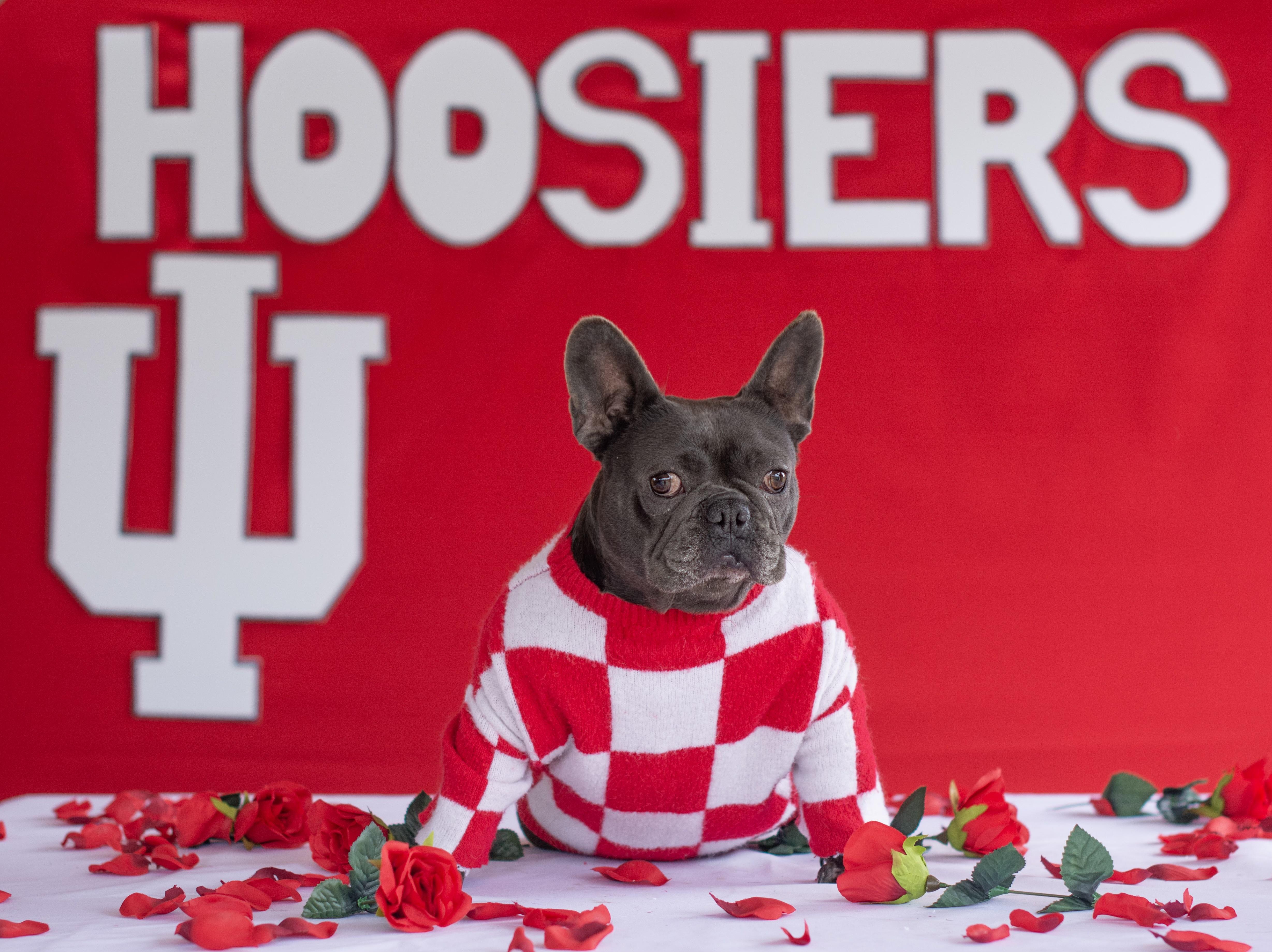 Enlarge Lala, a ADOPTABLE French Bulldog in Indianapolis, IN image 1/4