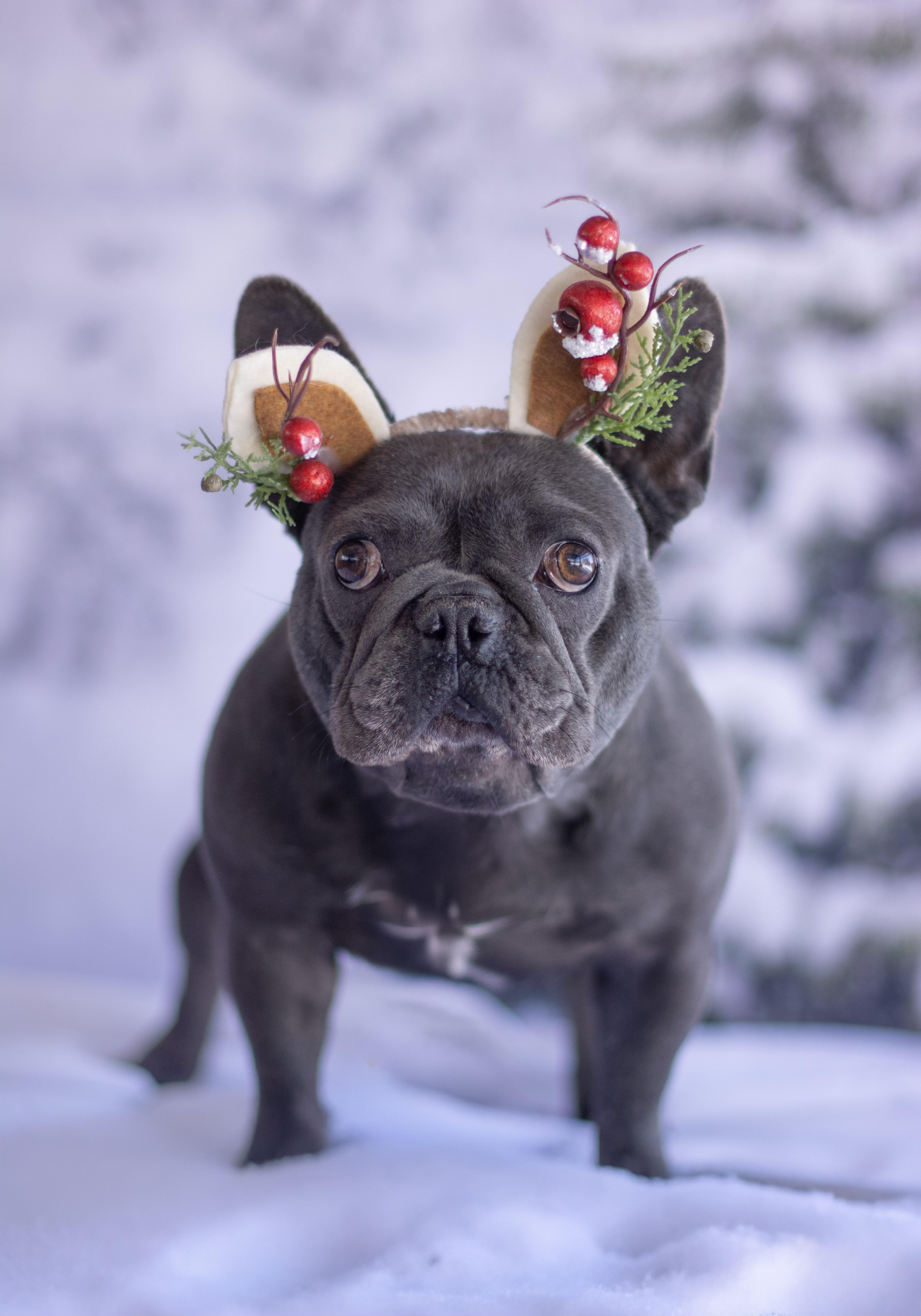 Enlarge Lala, a ADOPTABLE French Bulldog in Indianapolis, IN image 4/4