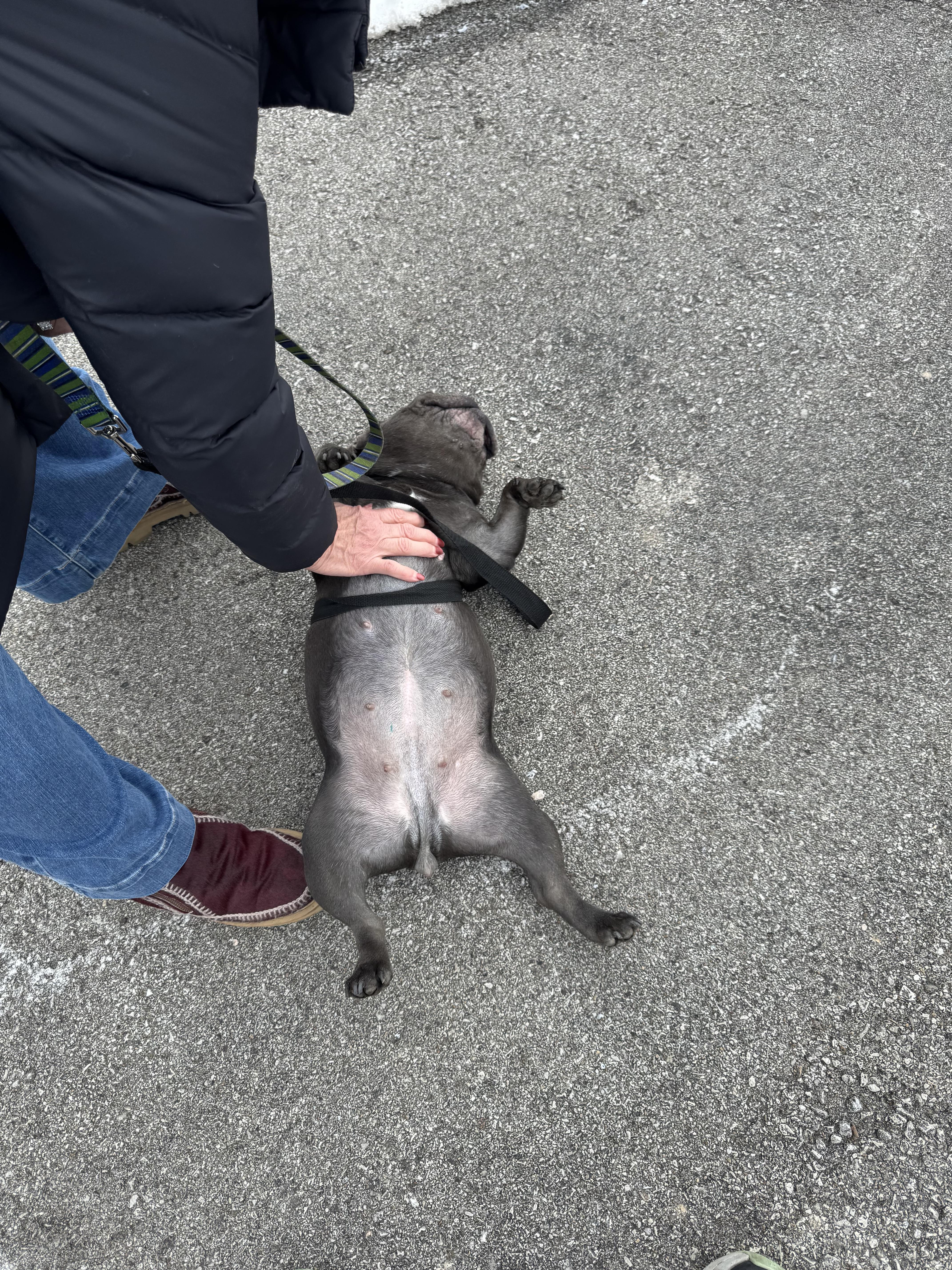 Enlarge Lala, a ADOPTABLE French Bulldog in Indianapolis, IN image 2/4