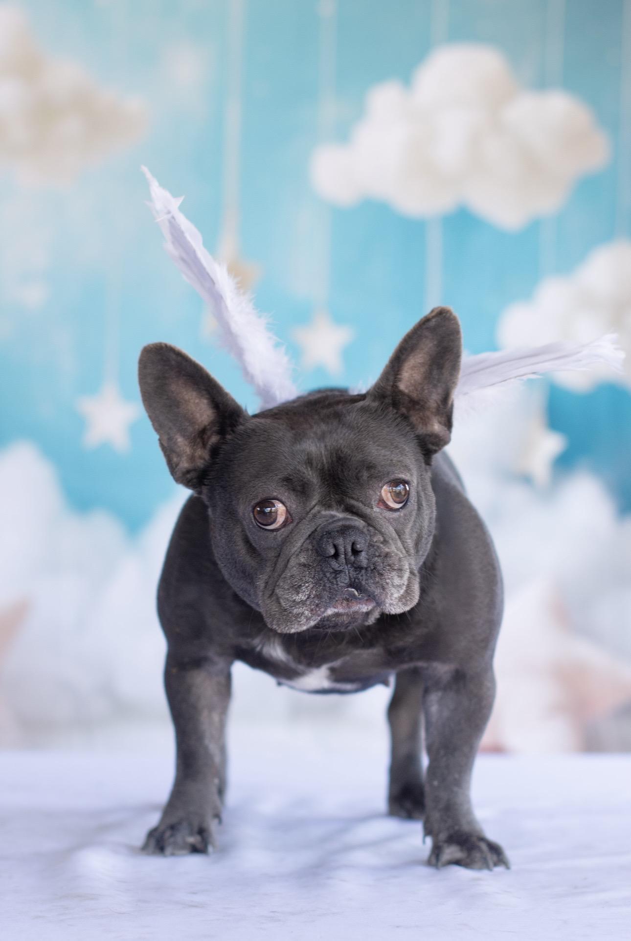 Enlarge Lala, a ADOPTABLE French Bulldog in Indianapolis, IN image 3/4