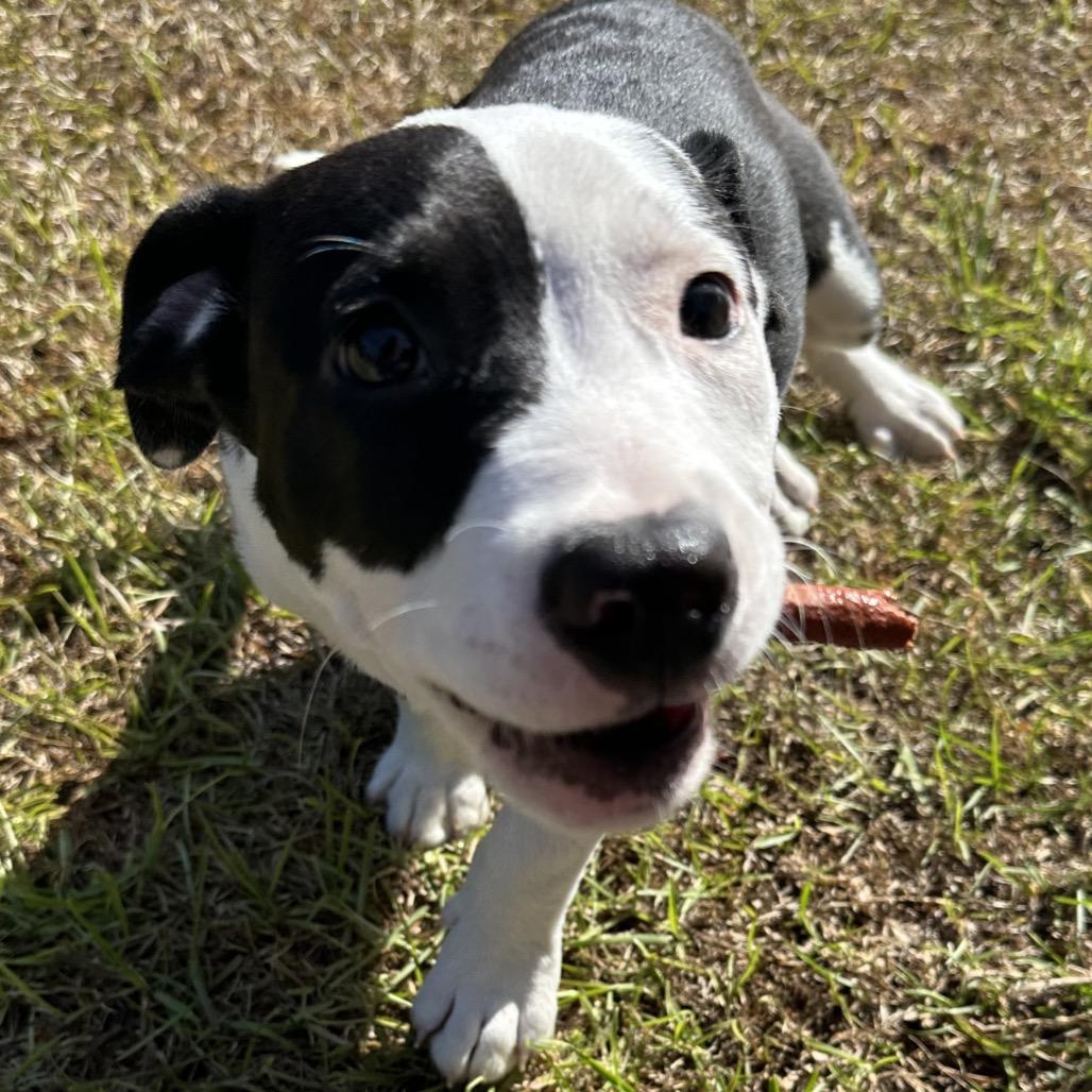 Needoh, a Adoptable Mixed Breed in Hinesville, GA image 1/3