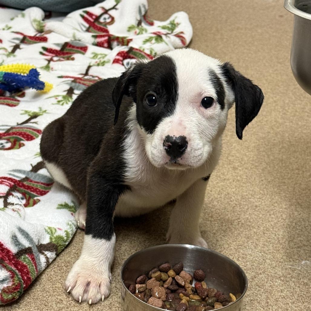 Needoh, a Adoptable Mixed Breed in Hinesville, GA image 2/3