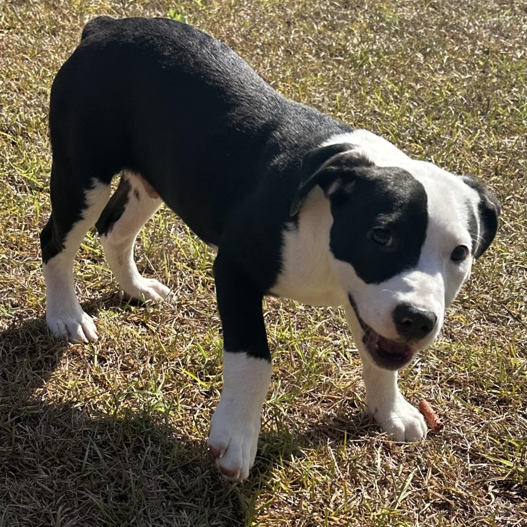Needoh, a Adoptable Mixed Breed in Hinesville, GA image 3/3
