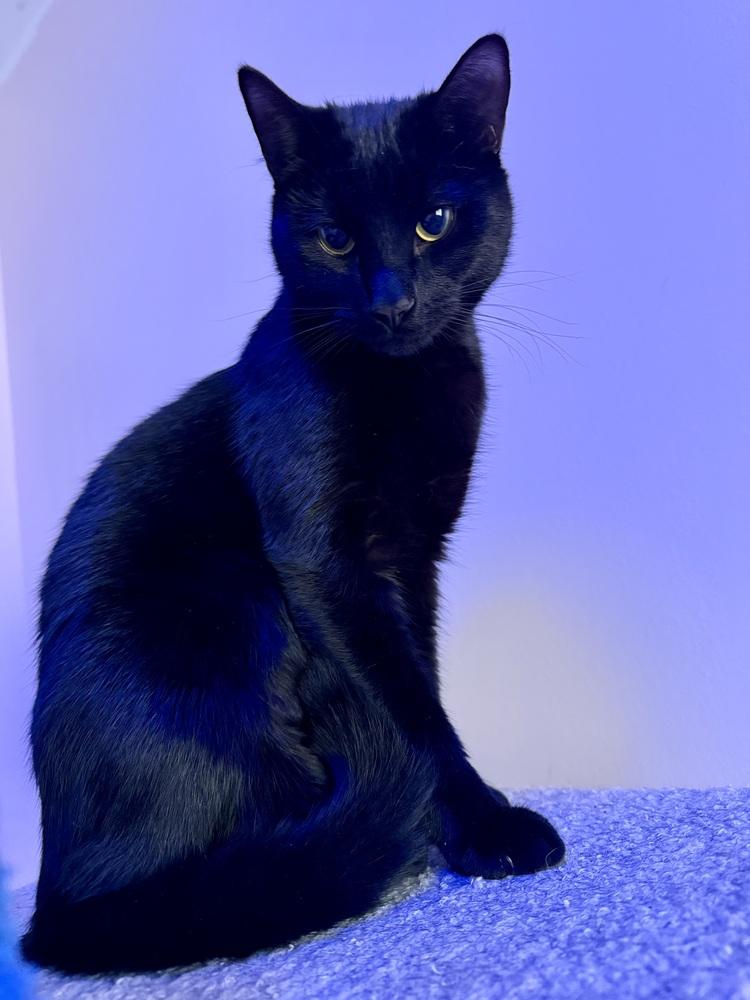 Enlarge Mopsy, a Adoptable Domestic Short Hair in Bellingham, WA image 1/5