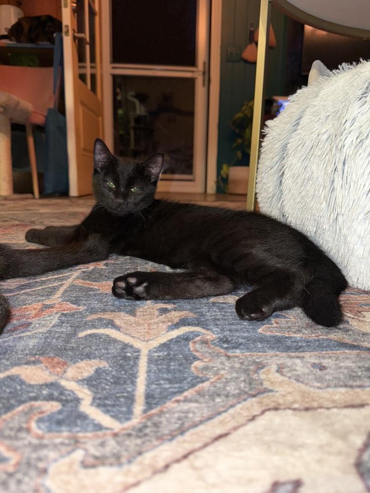 Enlarge Mopsy, a Adoptable Domestic Short Hair in Bellingham, WA image 2/5