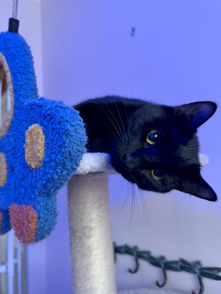 Enlarge Mopsy, a Adoptable Domestic Short Hair in Bellingham, WA image 3/5