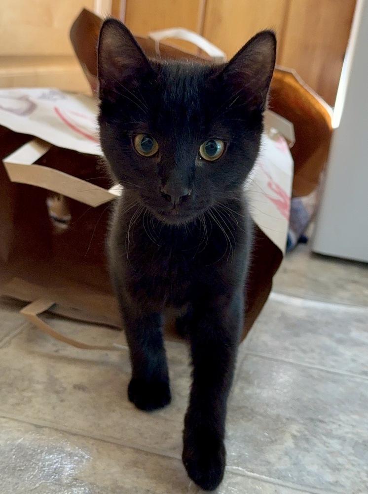 Enlarge Mopsy, a Adoptable Domestic Short Hair in Bellingham, WA image 4/5