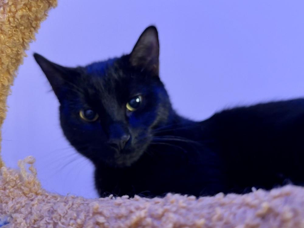 Enlarge Mopsy, a Adoptable Domestic Short Hair in Bellingham, WA image 5/5