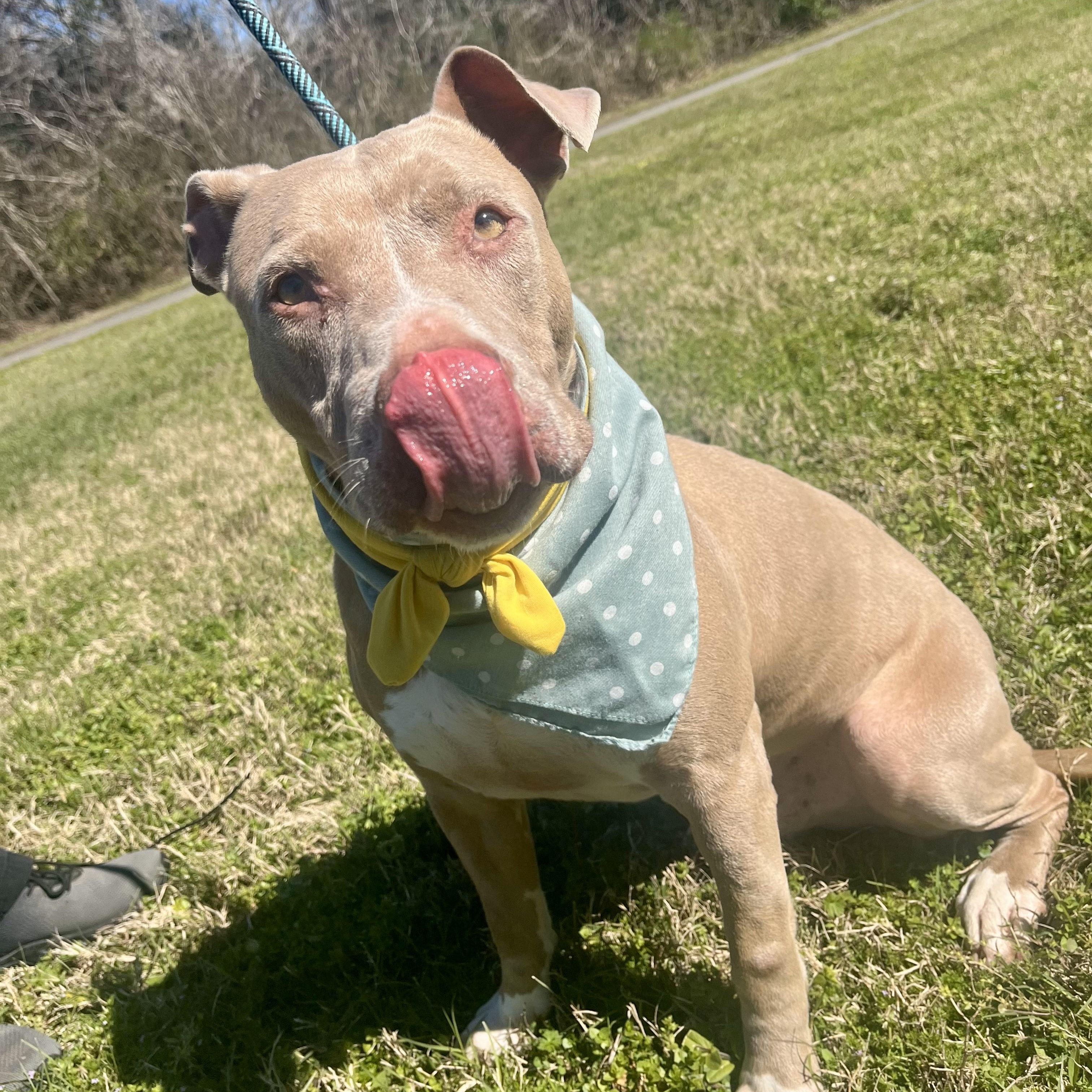 Enlarge Daiquiri, a Adoptable American Staffordshire Terrier in Jerome, ID image 2/6