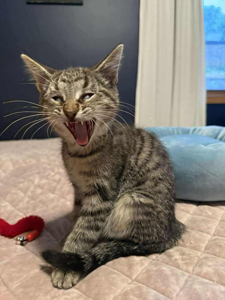 Danica, Adoptable, Kitten Female Domestic Short Hair.