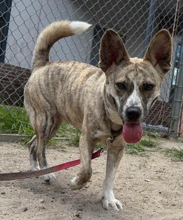 Arya, Adoptable, Adult Female Mixed Breed & Mixed Breed.
