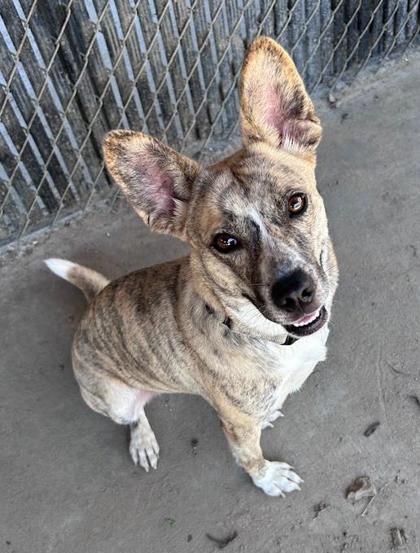Arya, a Adoptable mixed breed in Savannah, GA image 2/3