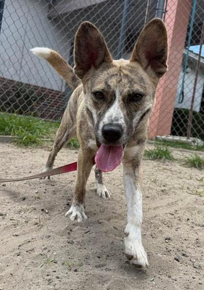 Arya, a Adoptable mixed breed in Savannah, GA image 3/3