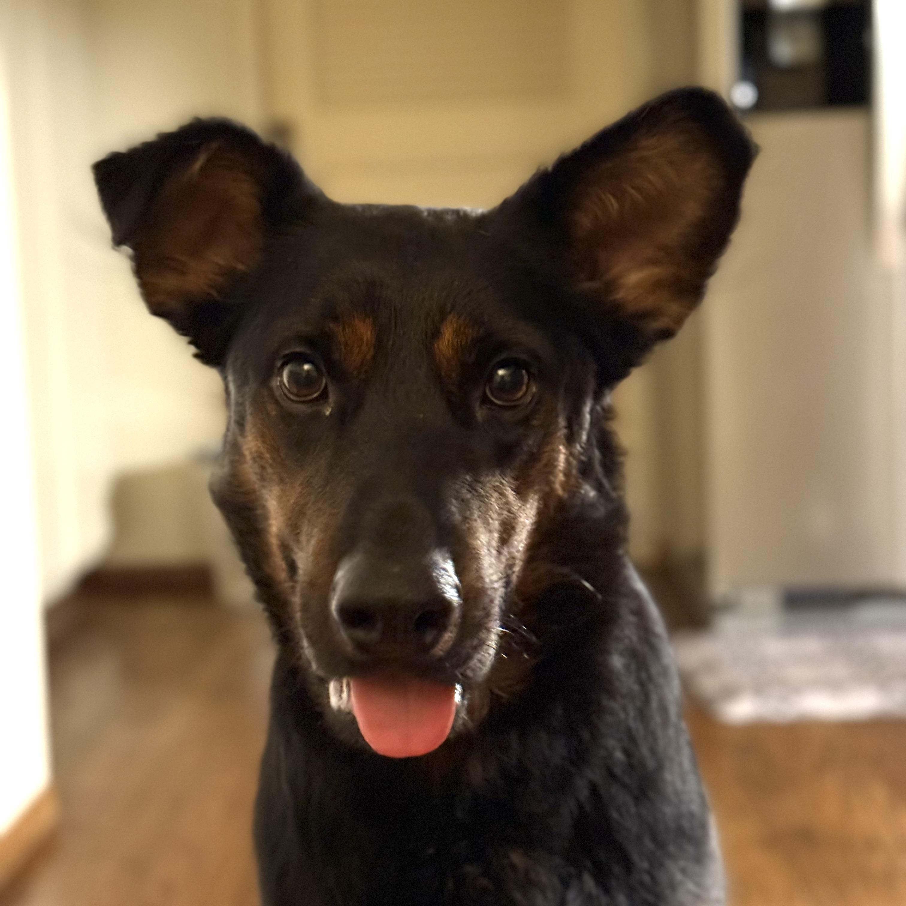 Buttercup, Adoptable, Young Female German Shepherd Dog & Rottweiler.