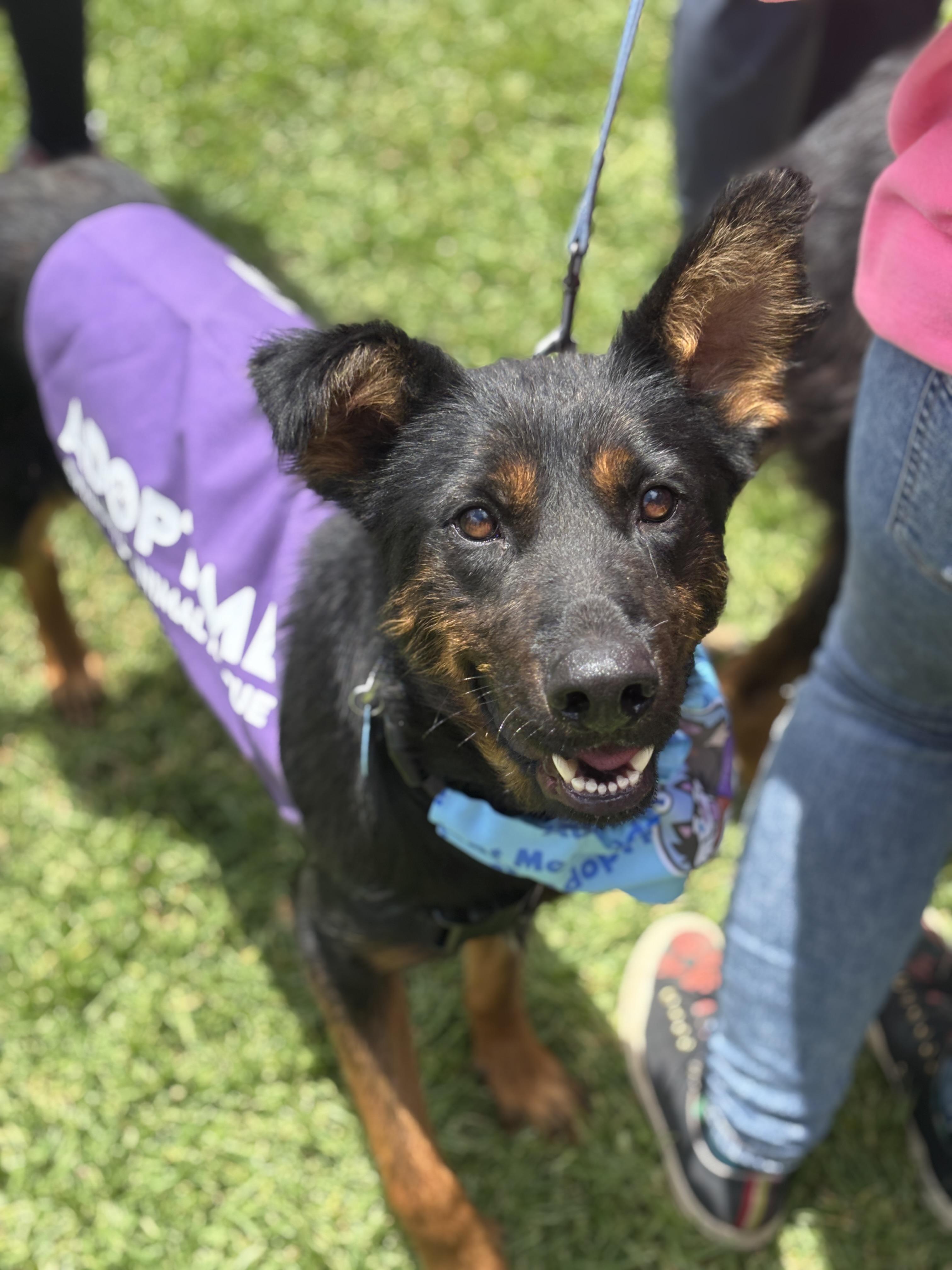 Buttercup, Adoptable, Young Female German Shepherd Dog & Rottweiler.