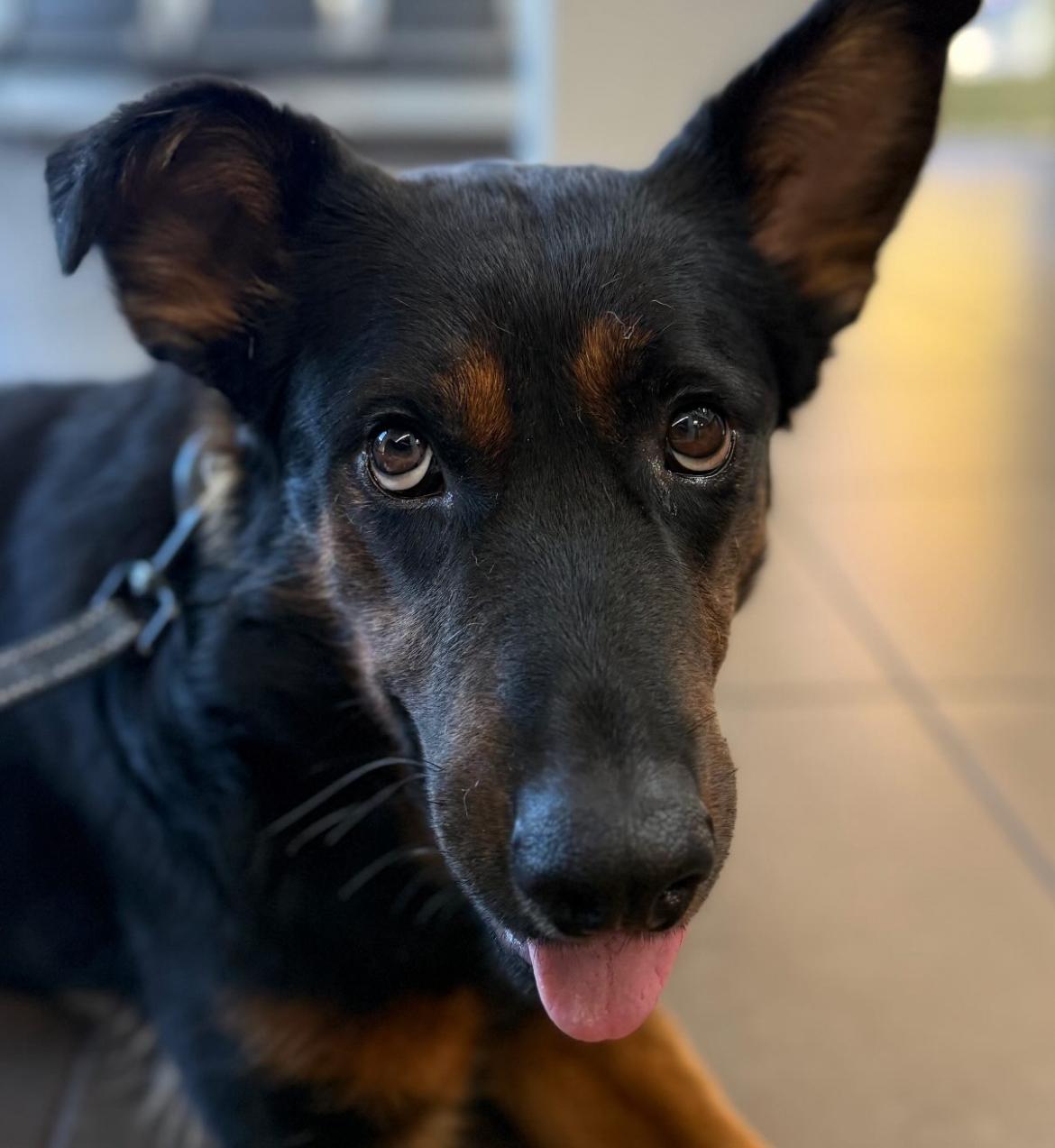 Enlarge Buttercup, a Adoptable mixed breed in Rocklin, CA image 5/6