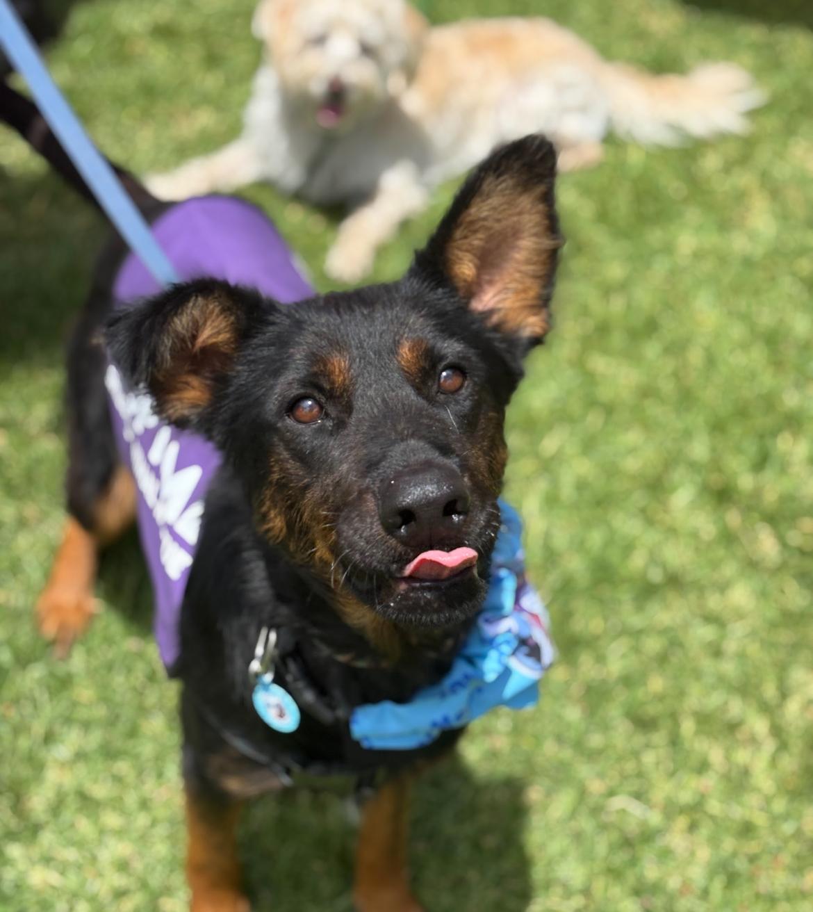 Enlarge Buttercup, a Adoptable mixed breed in Rocklin, CA image 6/6