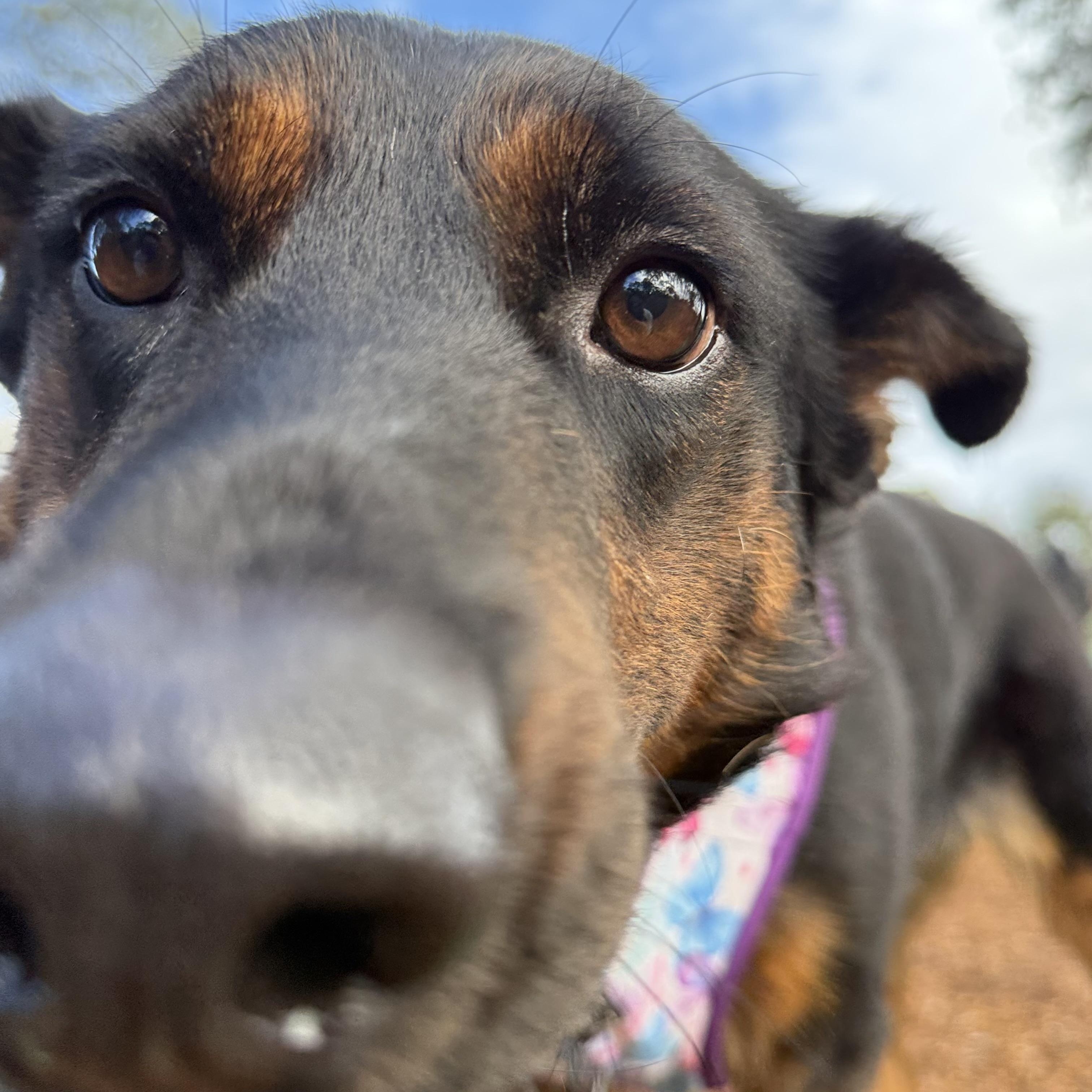 Enlarge Buttercup, a Adoptable mixed breed in Rocklin, CA image 2/6