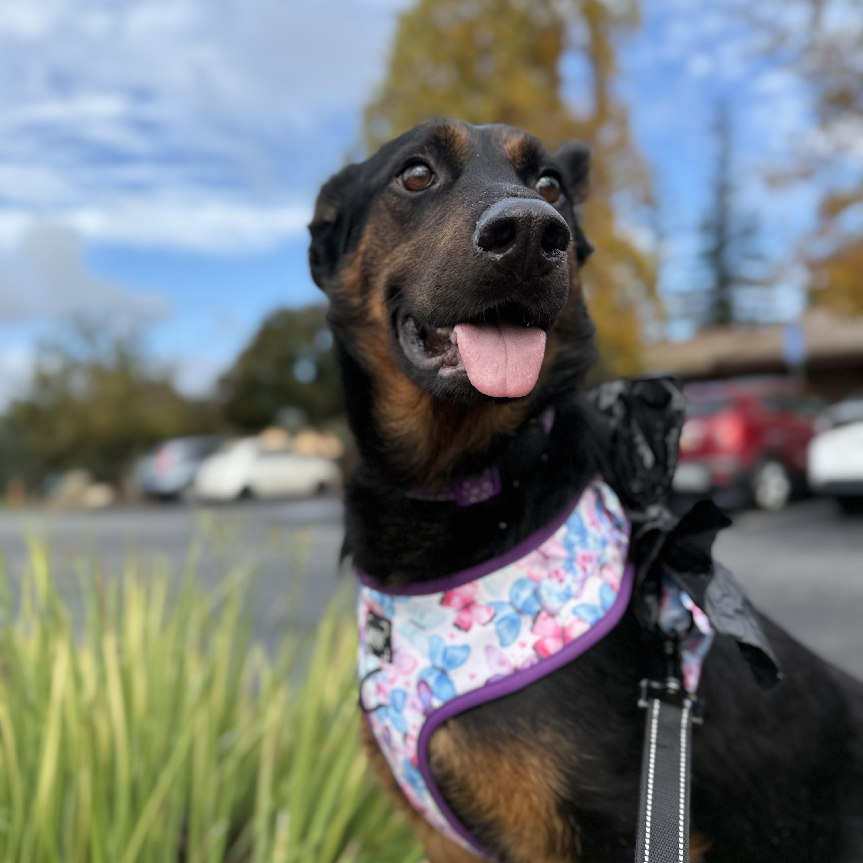 Enlarge Buttercup, a Adoptable mixed breed in Rocklin, CA image 3/6